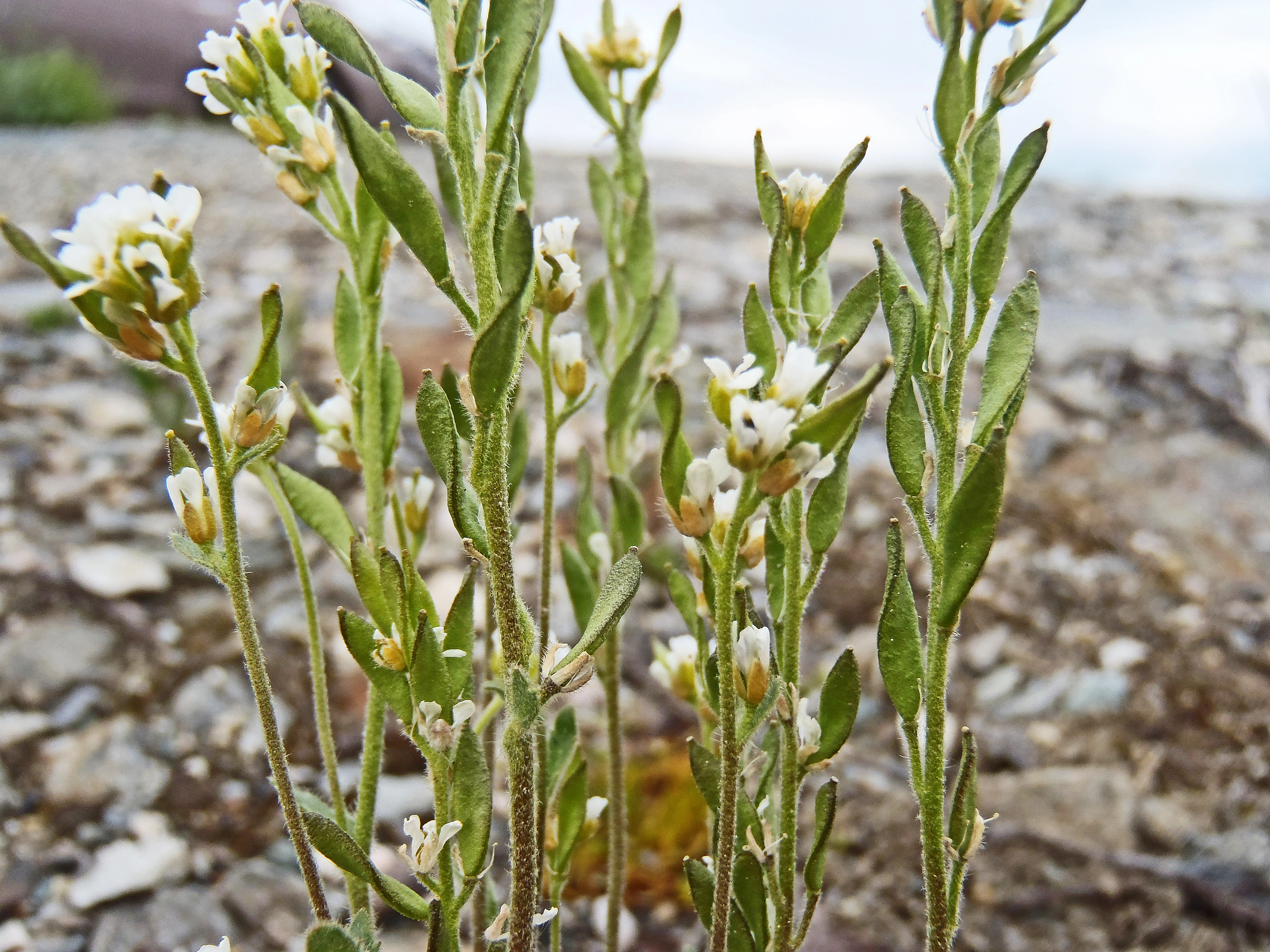 : Draba incana.