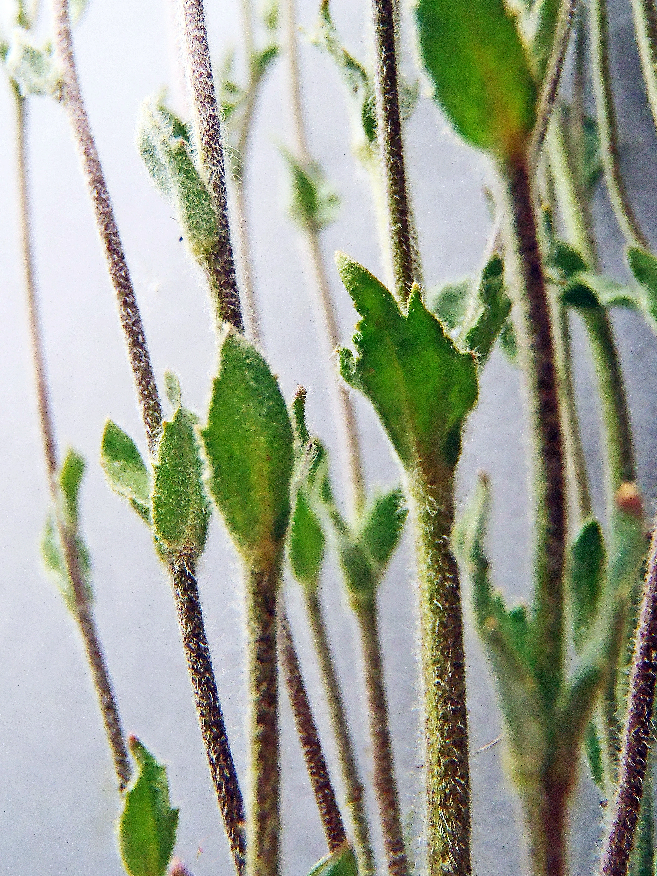 : Draba incana.