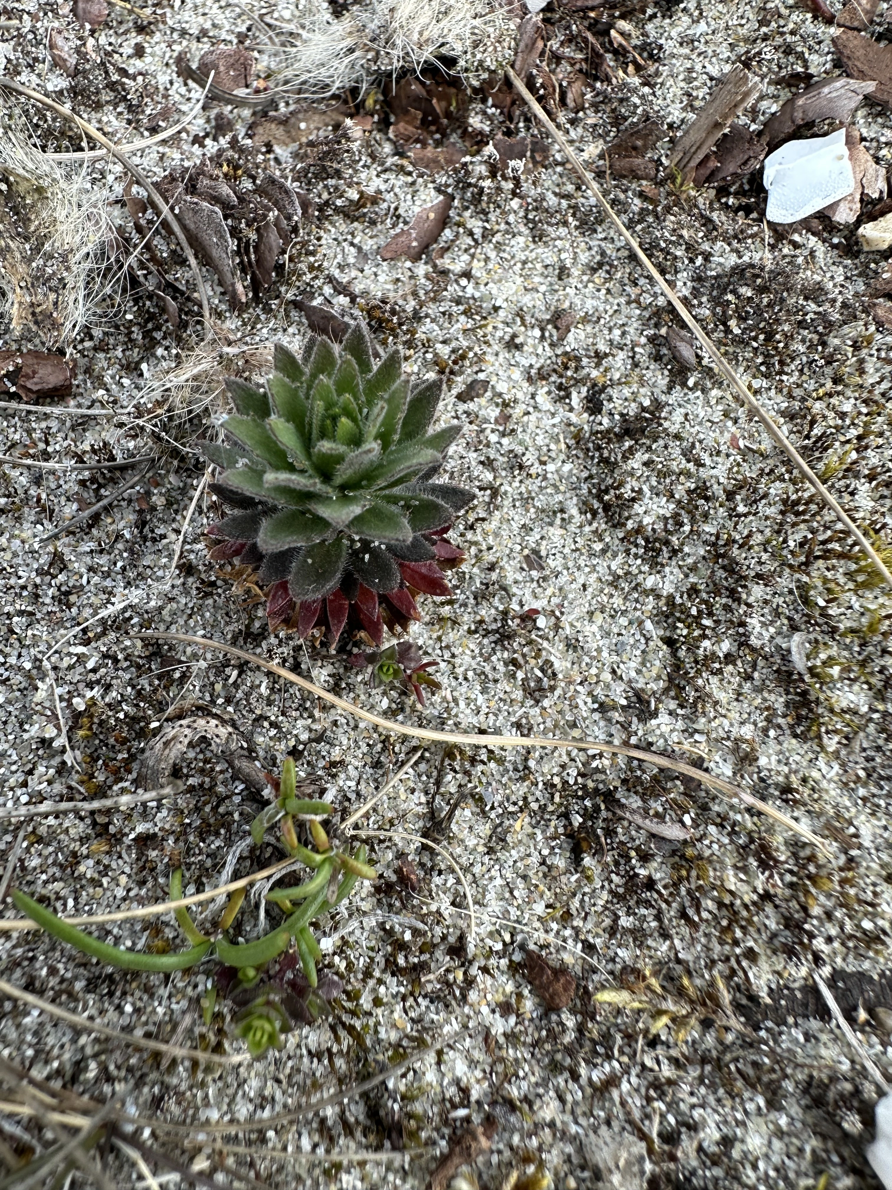 : Draba incana.