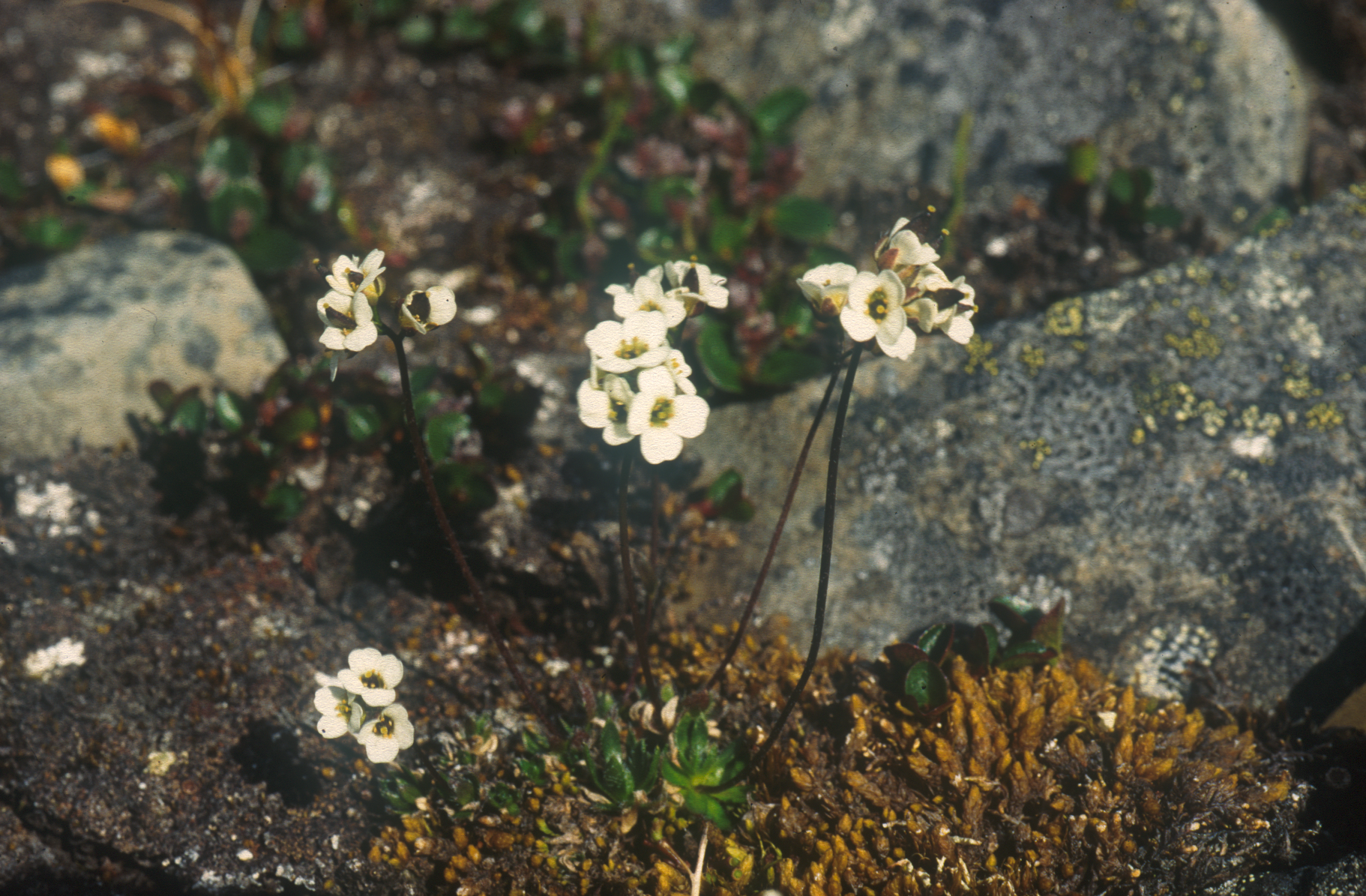 : Draba lactea.