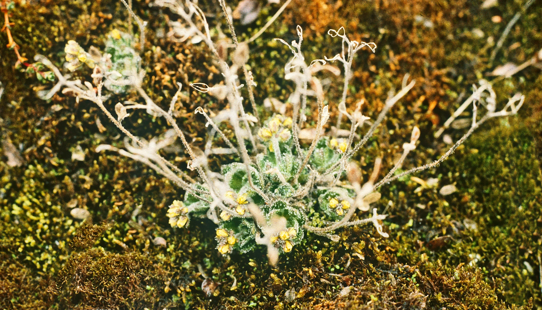 : Draba micropetala.