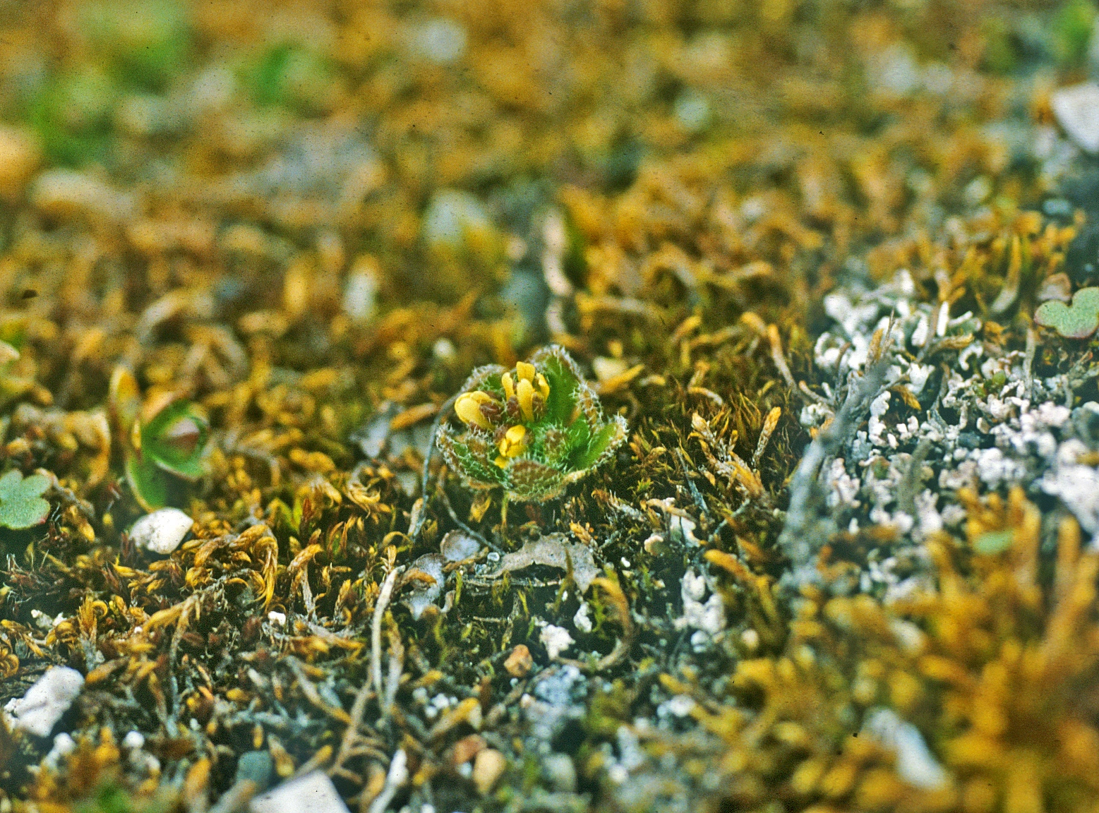 : Draba micropetala.