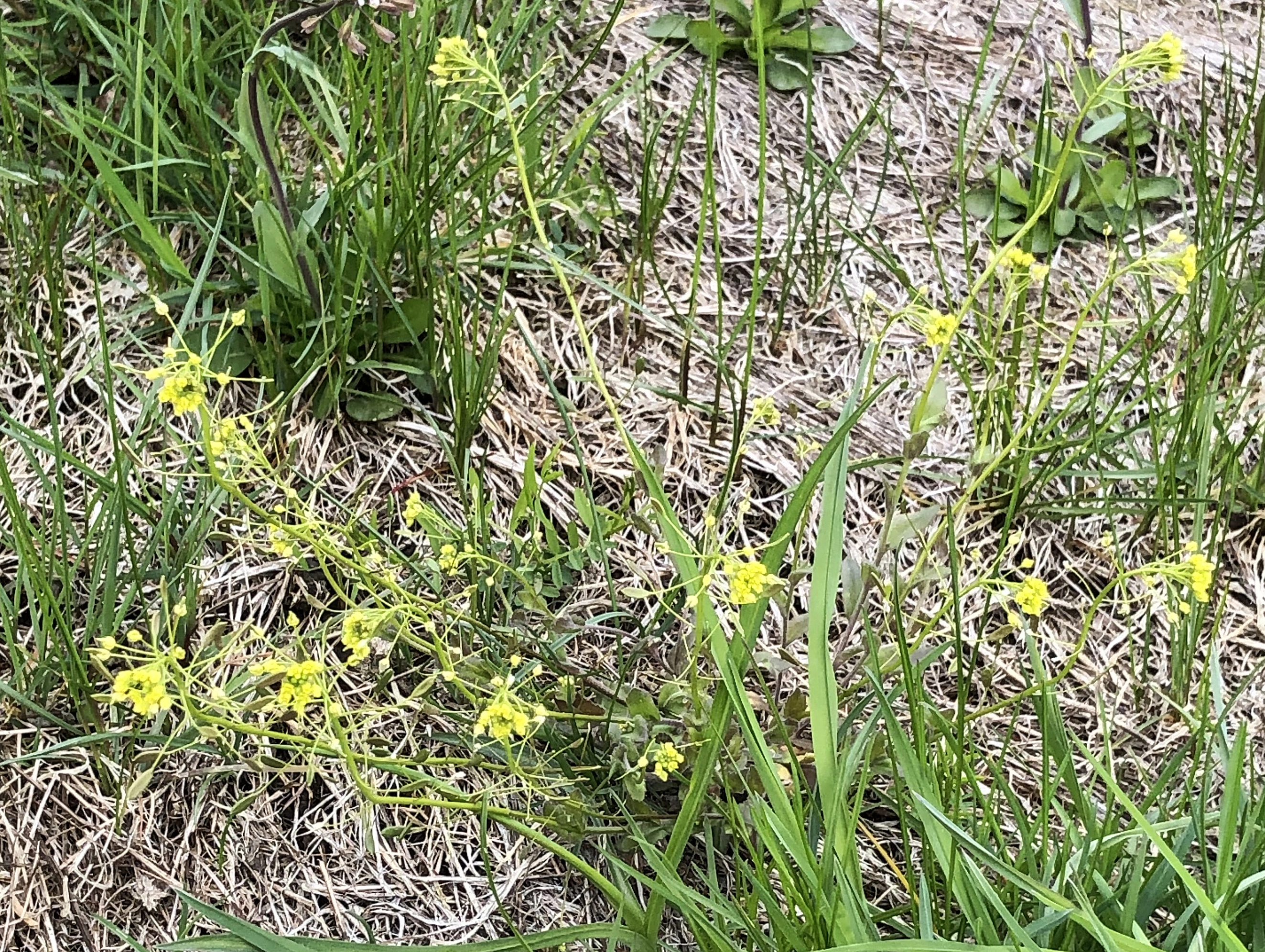 : Draba nemorosa.