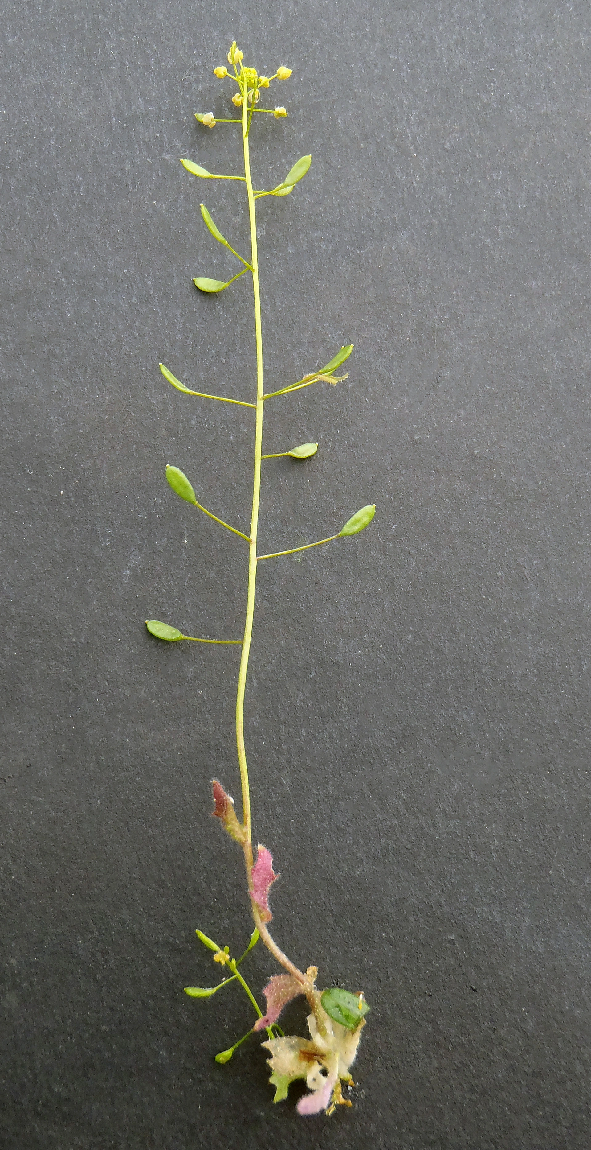 : Draba nemorosa.