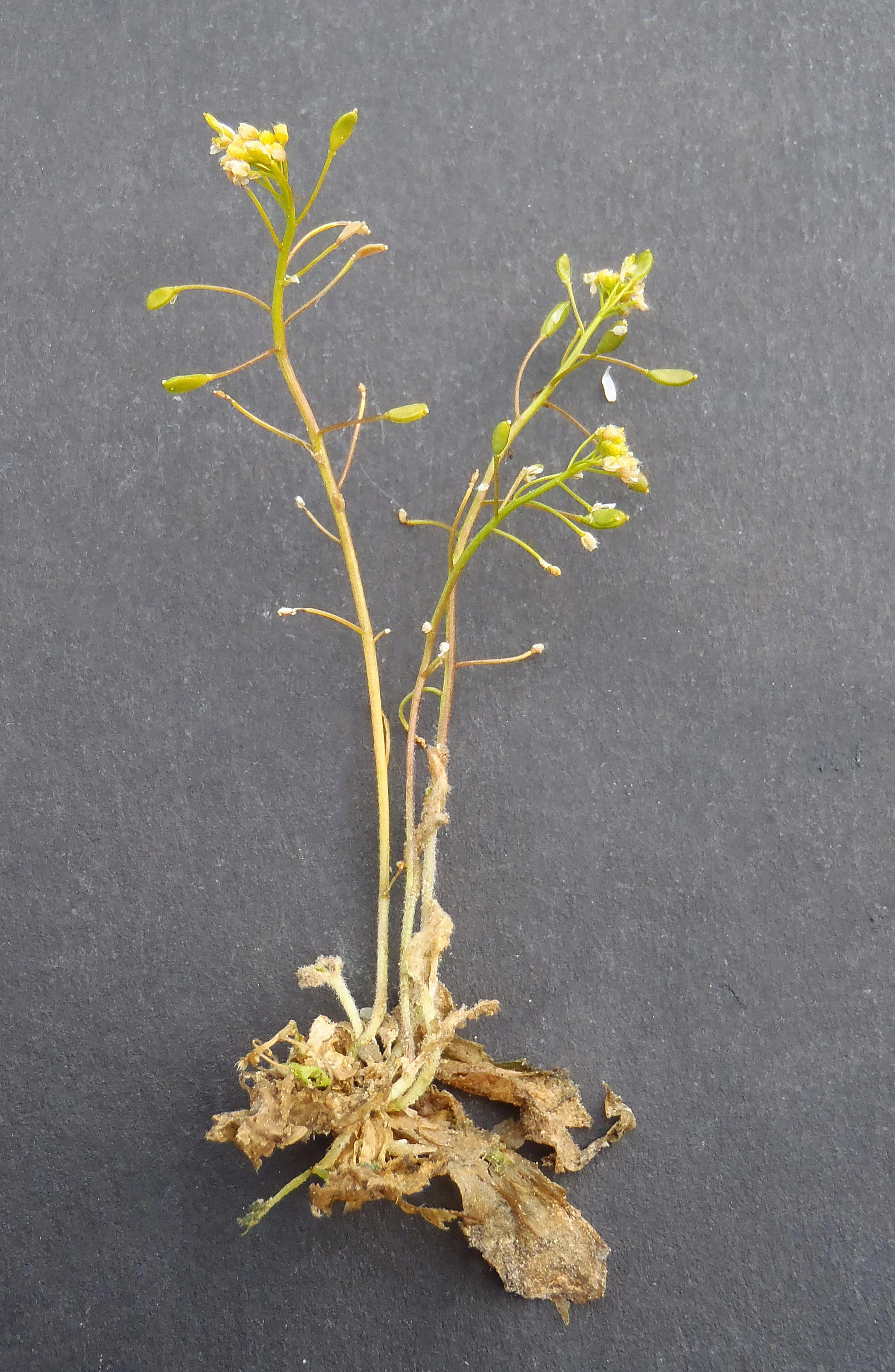 : Draba nemorosa.