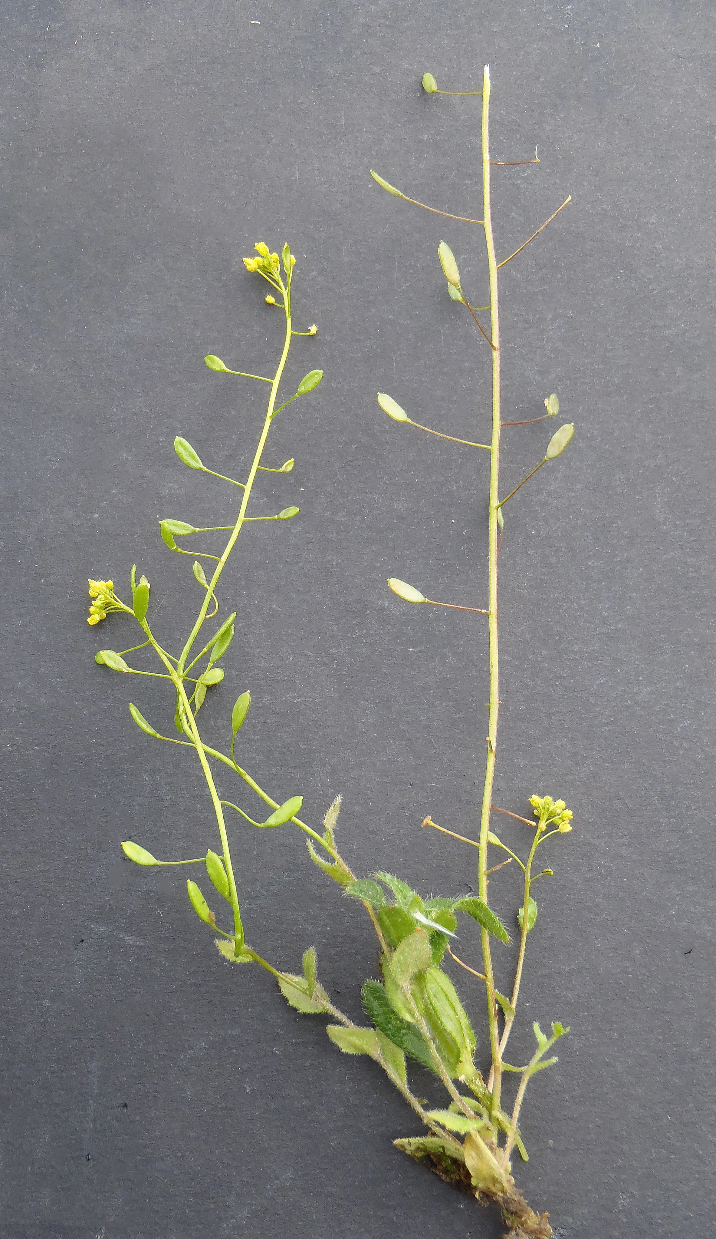 : Draba nemorosa.