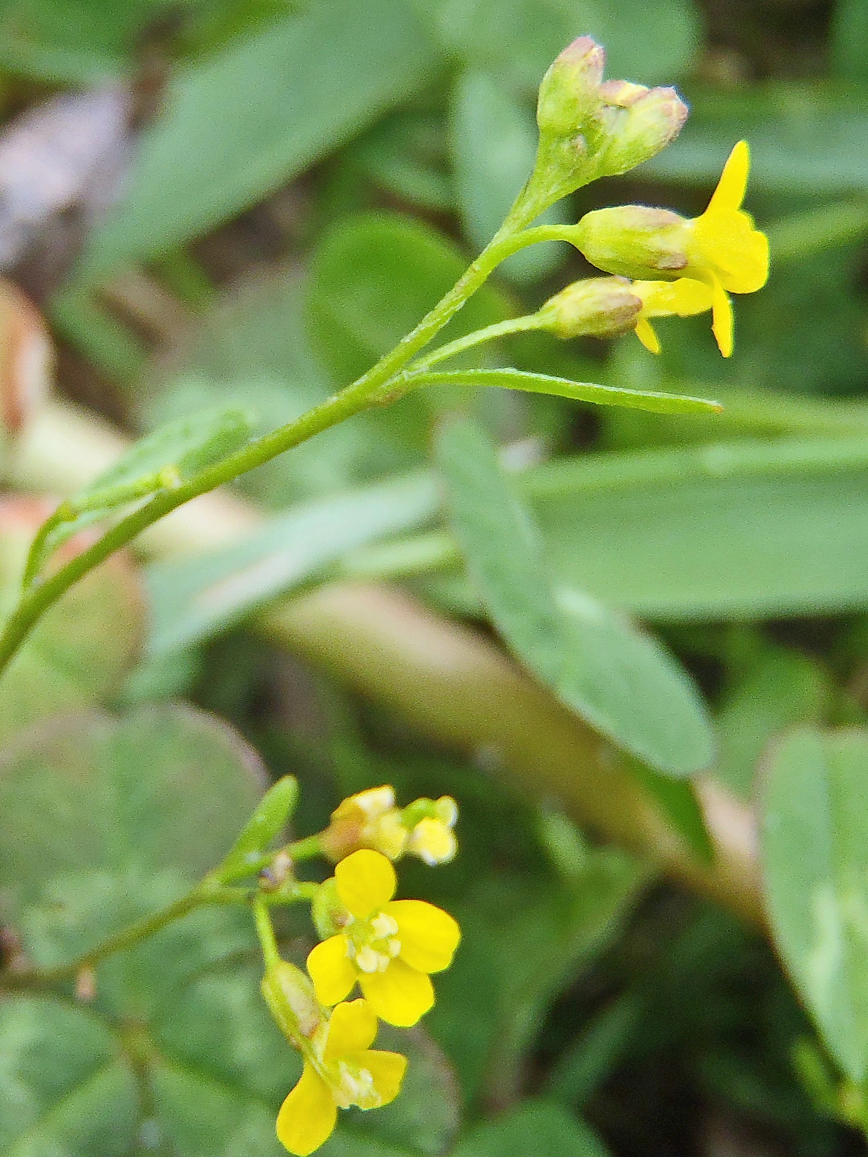 : Draba nemorosa.