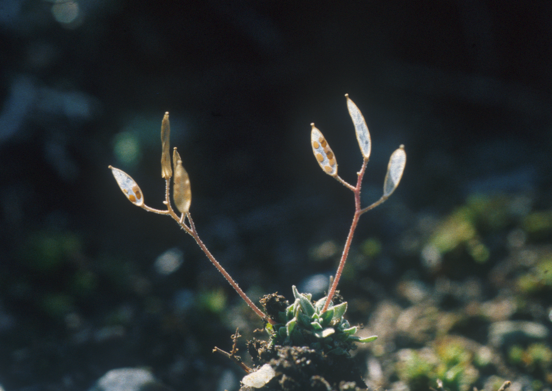 : Draba nivalis.