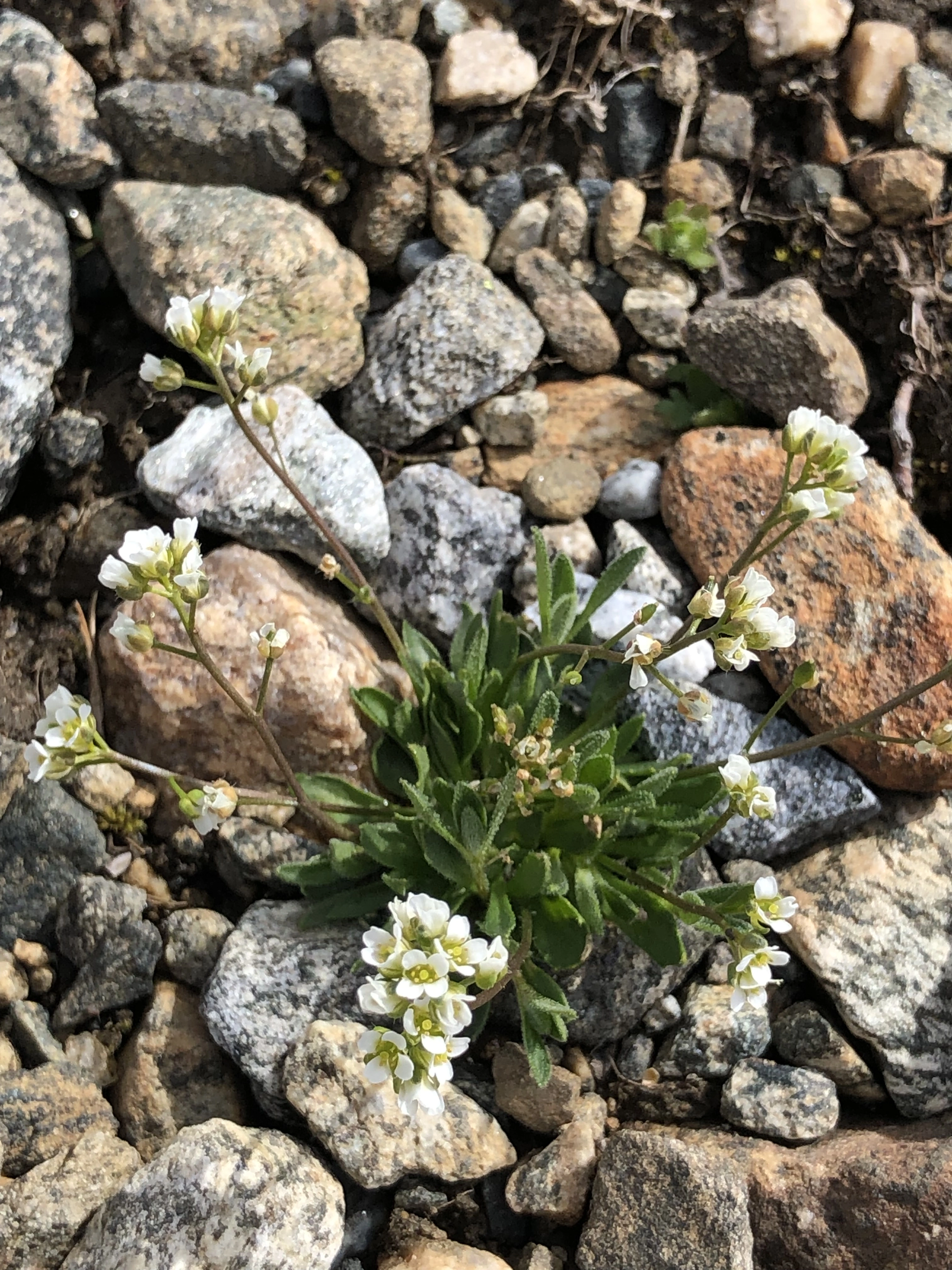 : Draba nivalis.