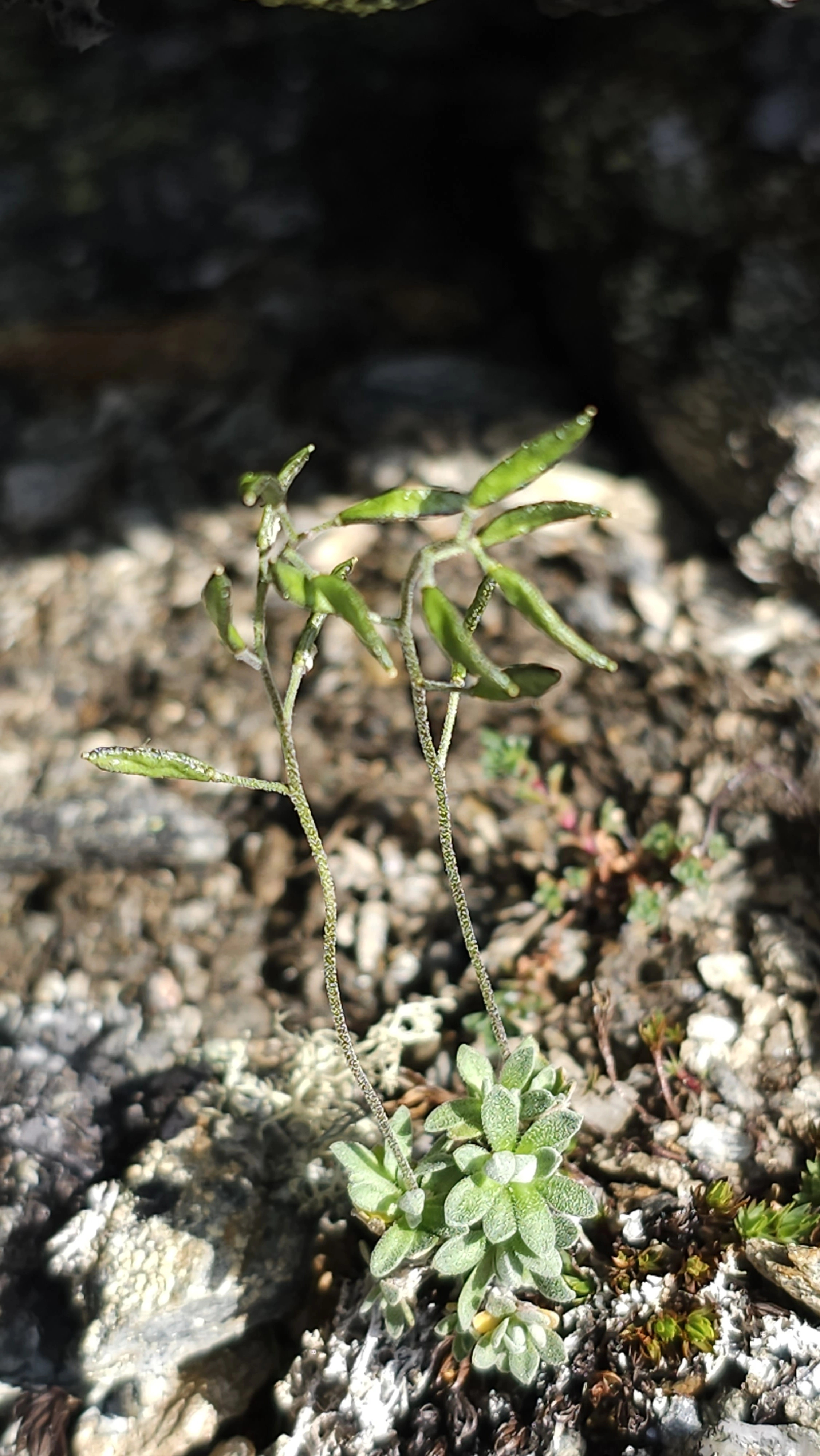 : Draba nivalis.