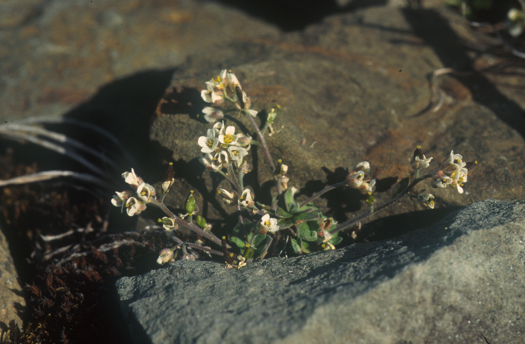 : Draba nivalis.