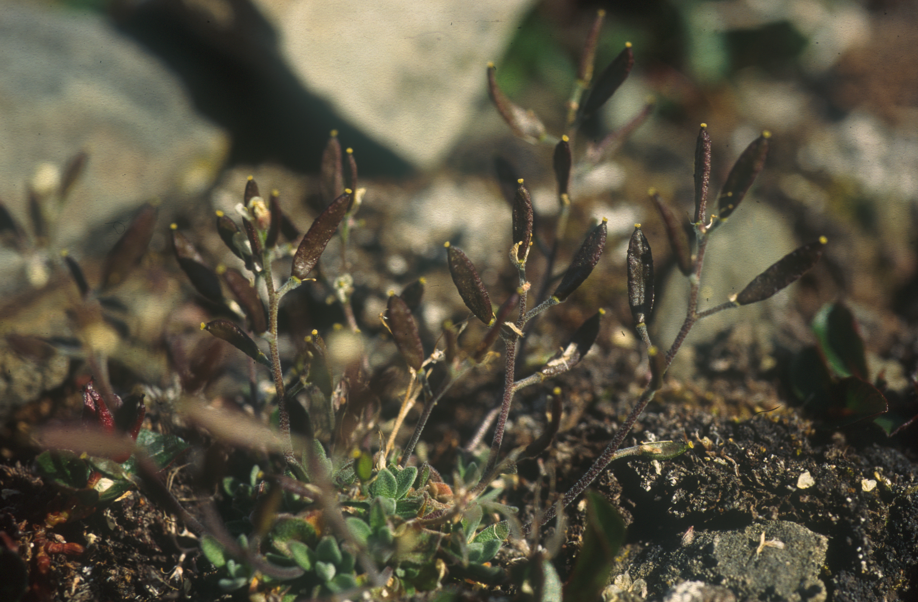 : Draba nivalis.