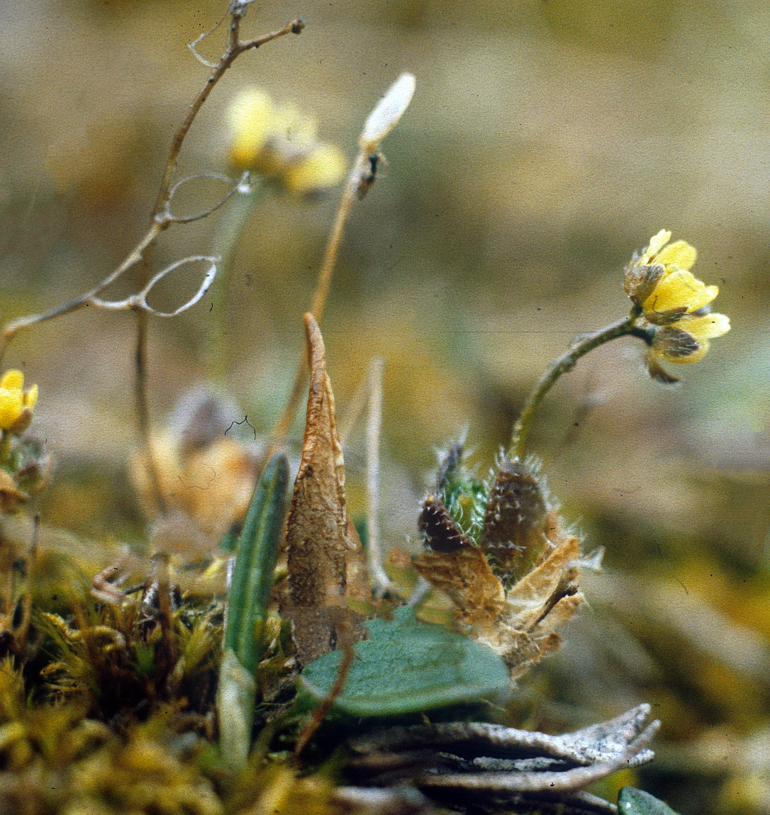 : Draba pauciflora.