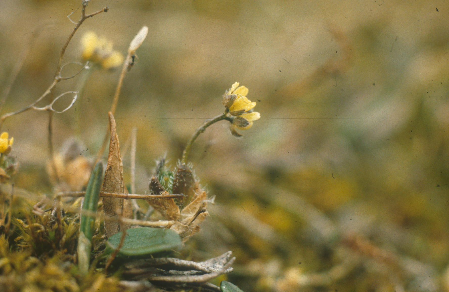 : Draba pauciflora.