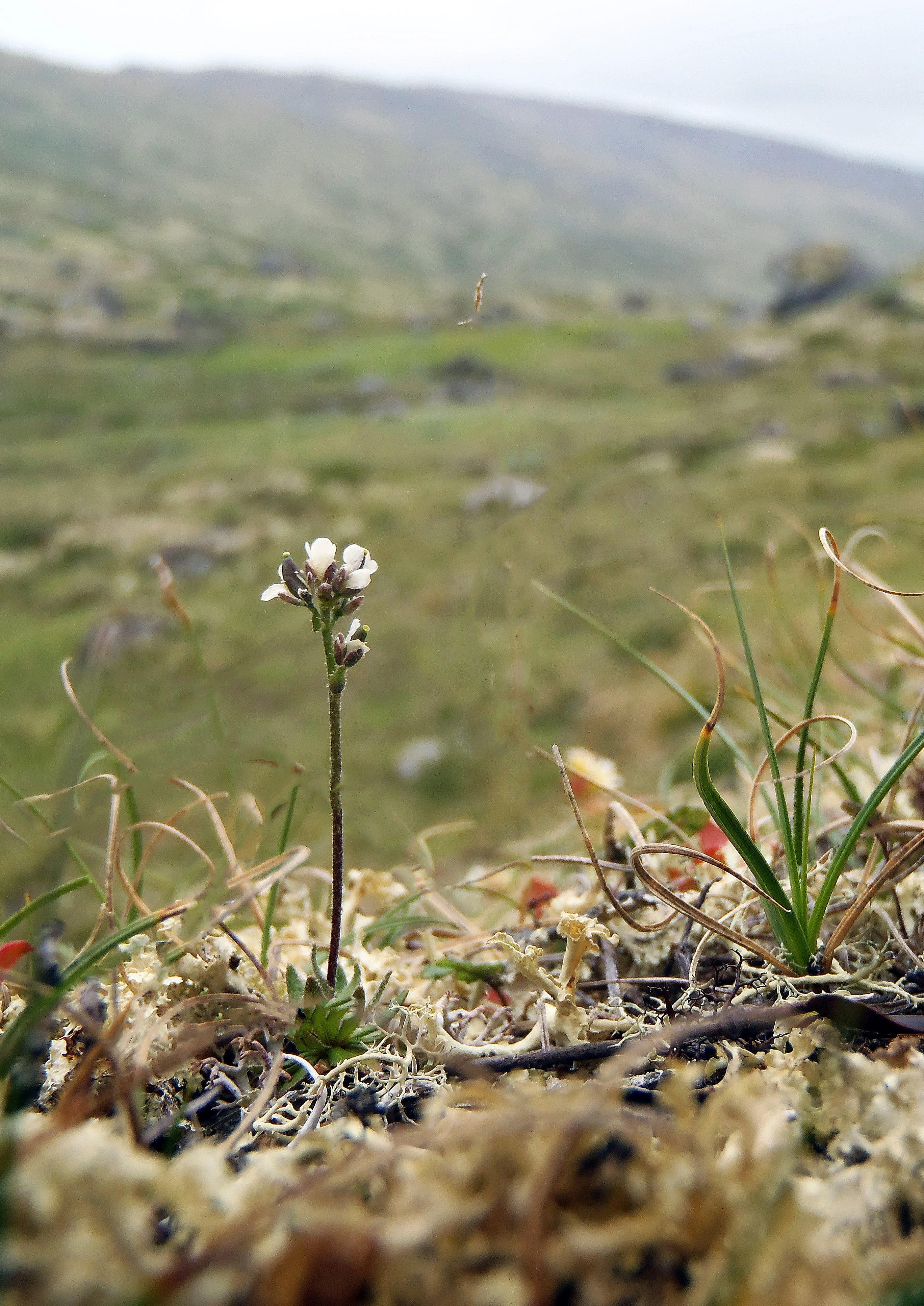 : Draba rupestris.