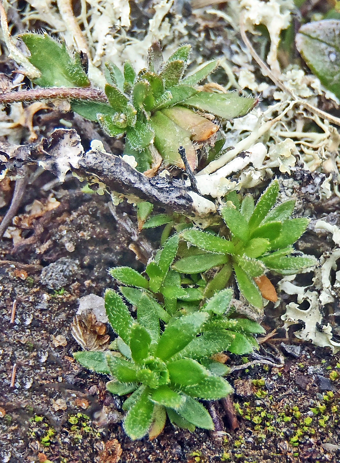 : Draba rupestris.