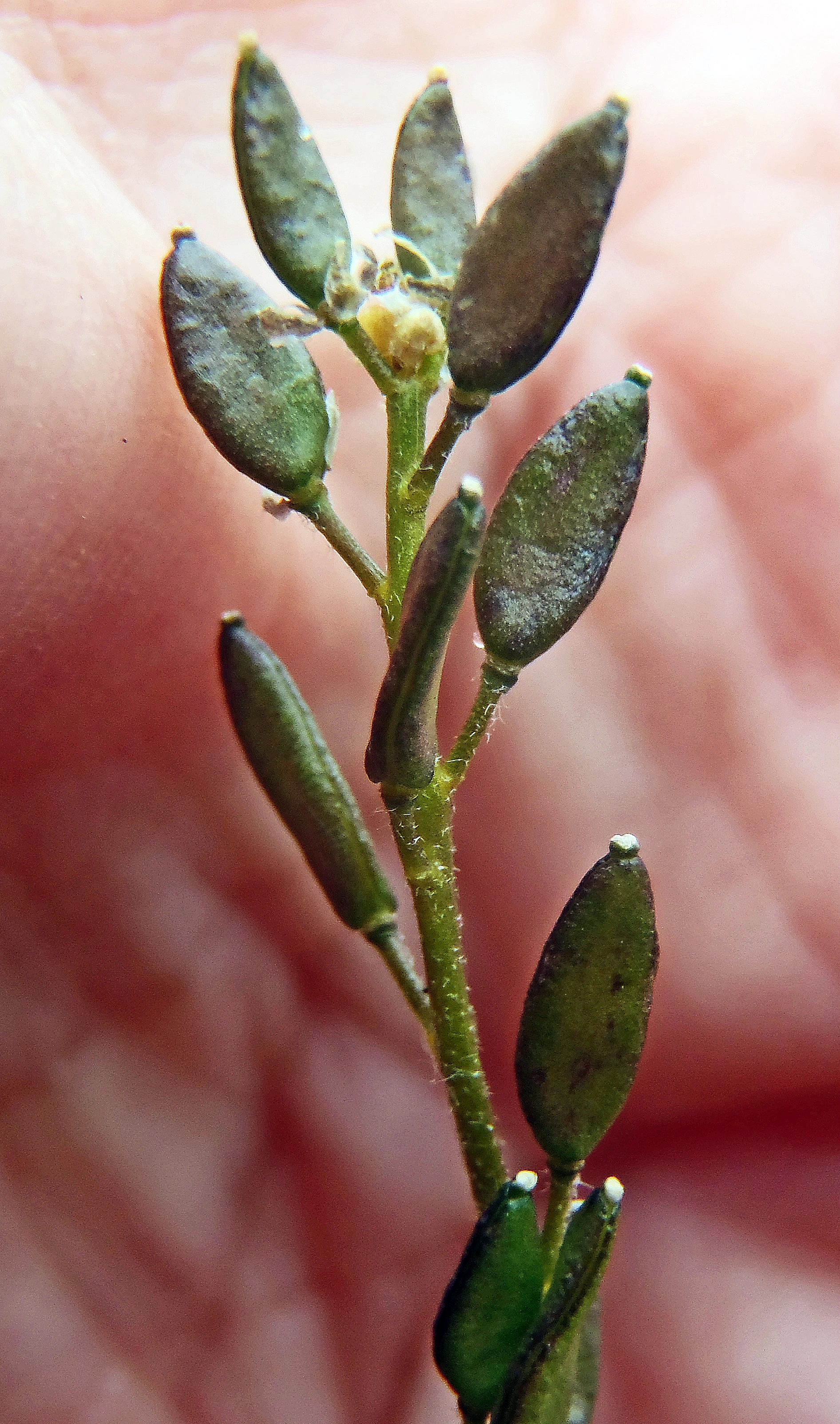 : Draba rupestris.