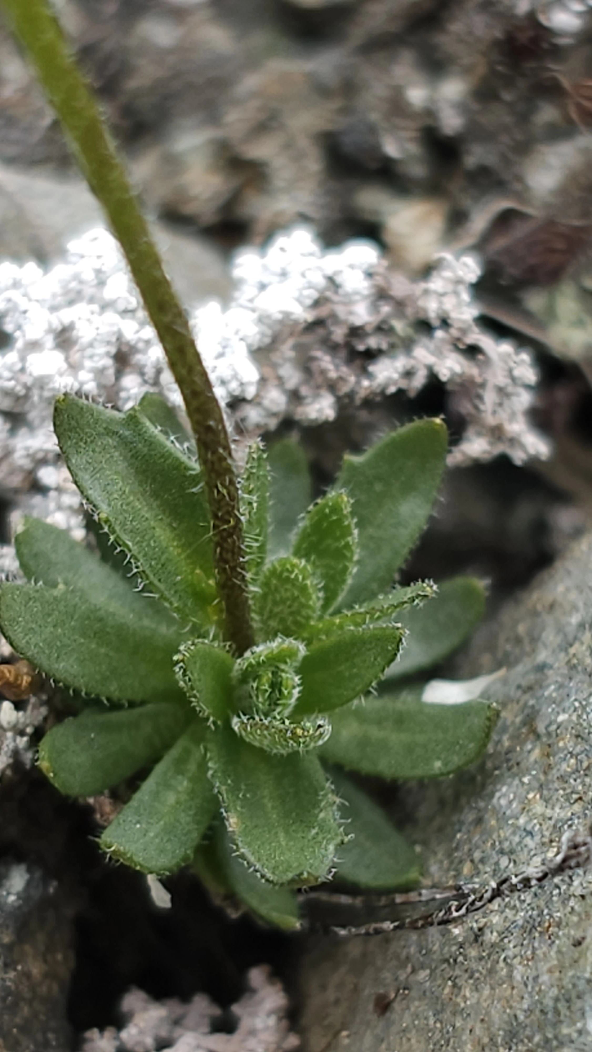 : Draba rupestris.