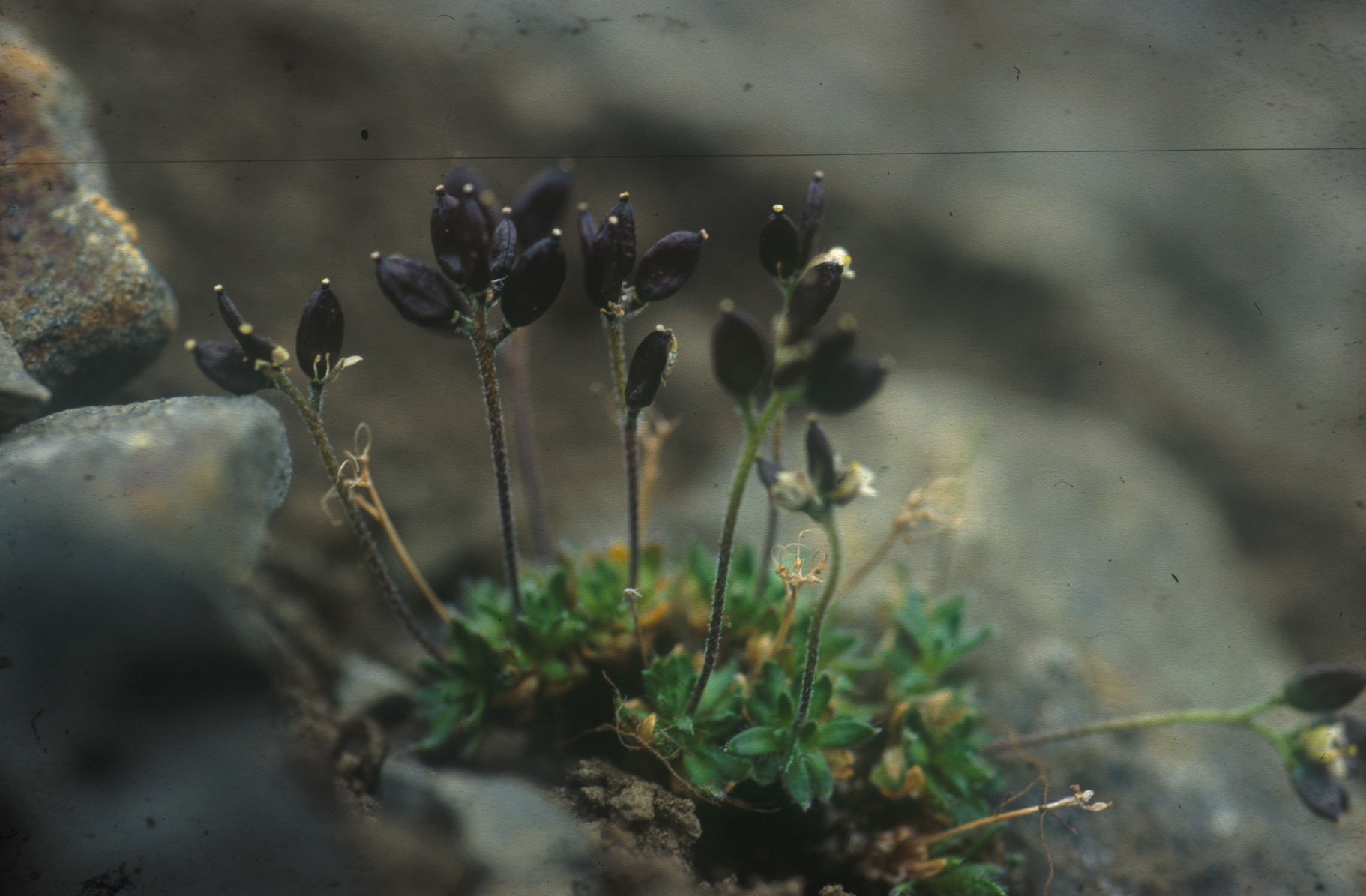 : Draba subcapitata.