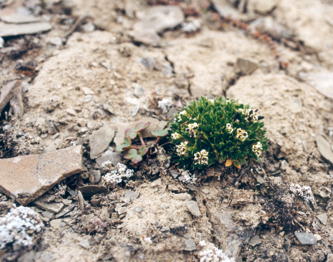 : Draba subcapitata.