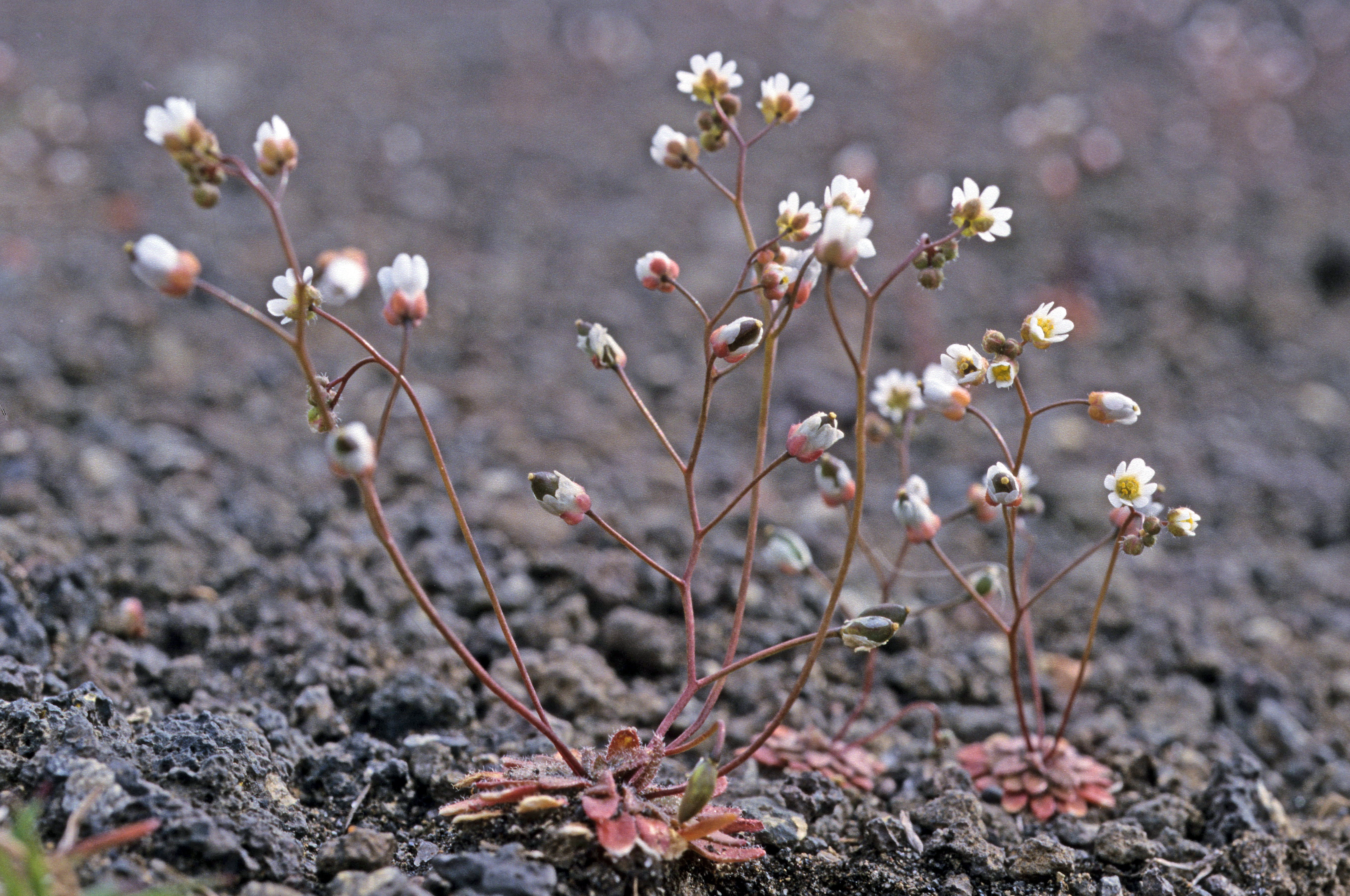 : Draba verna.