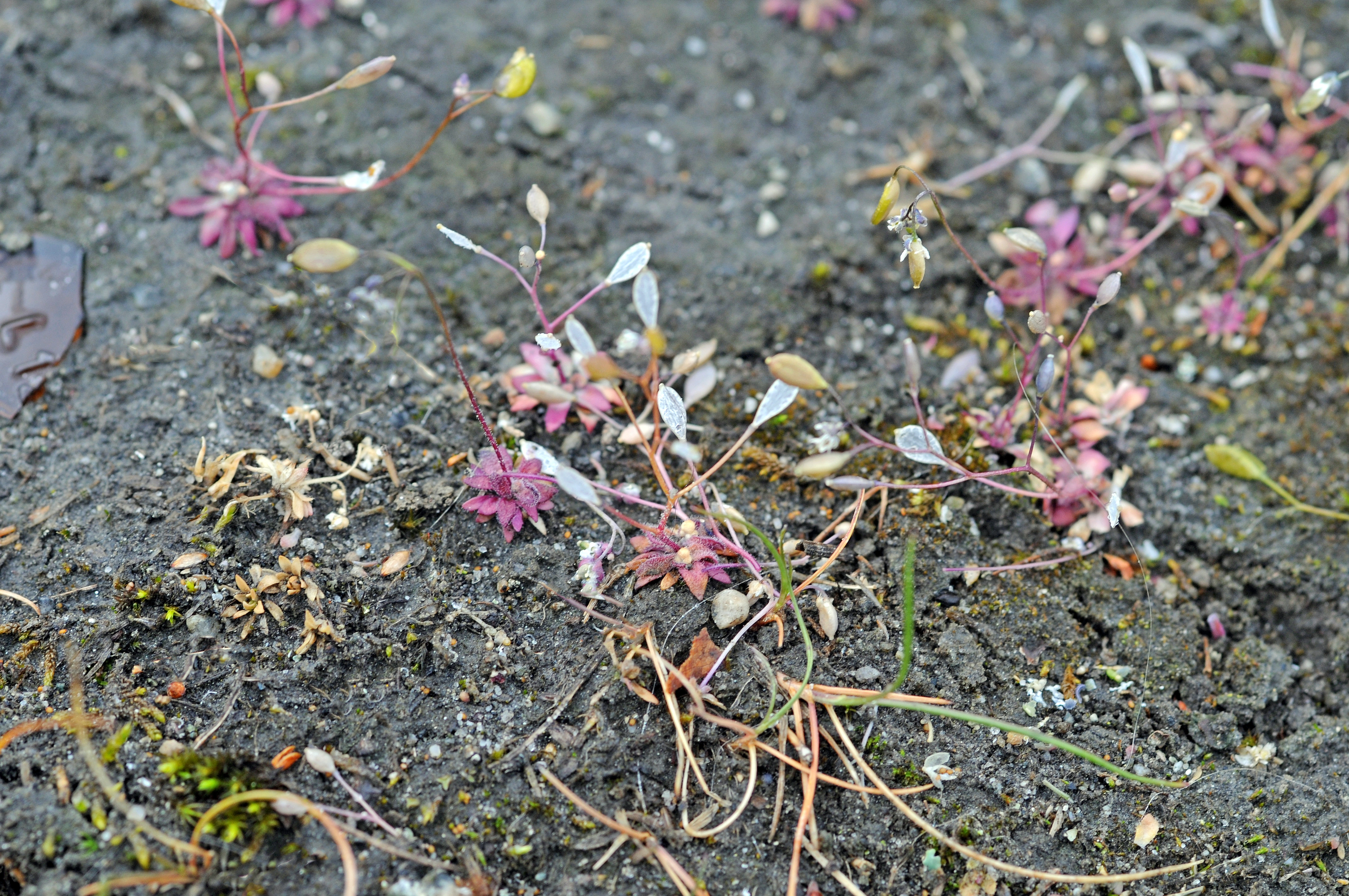 : Draba verna.