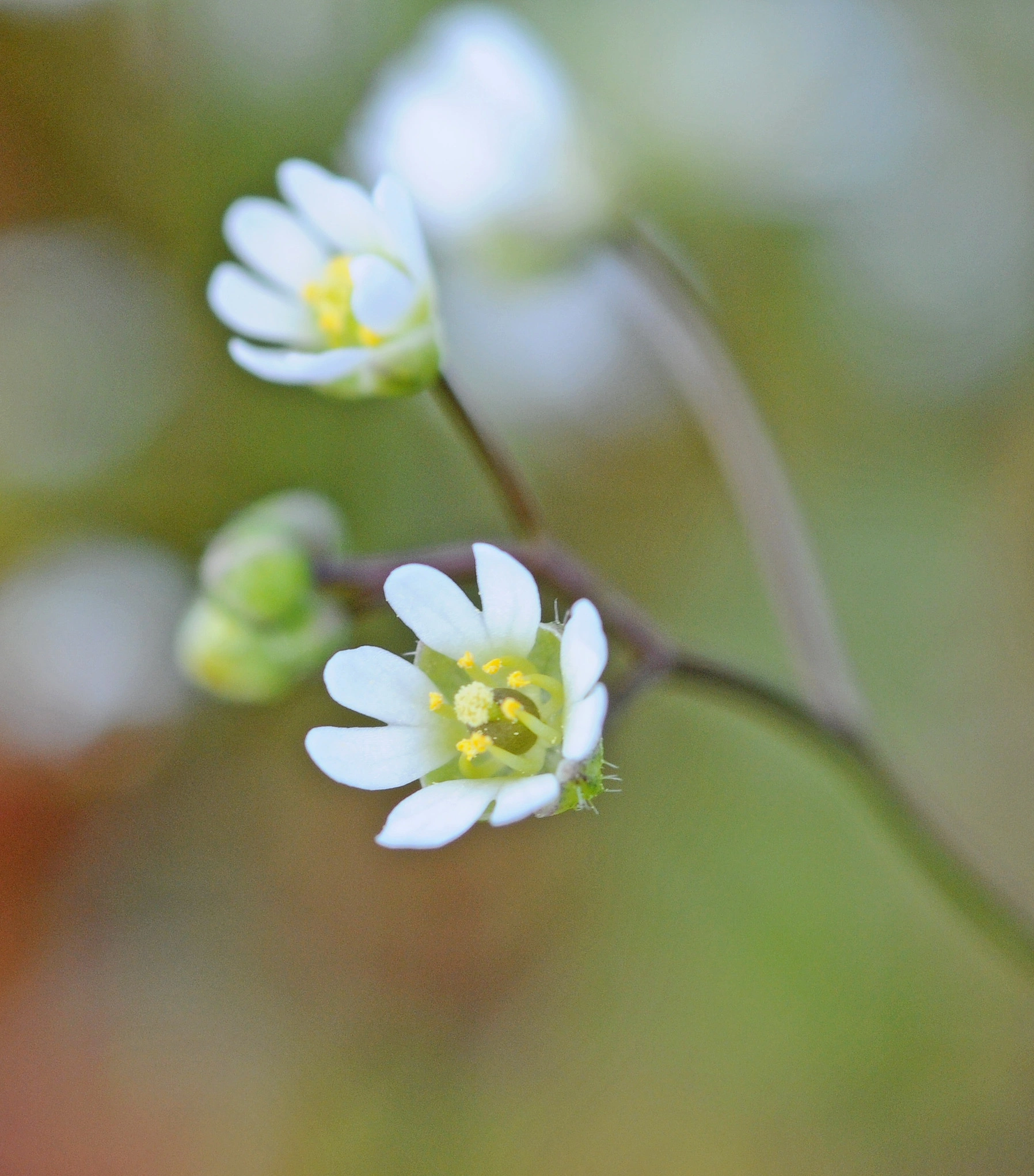 : Draba verna.