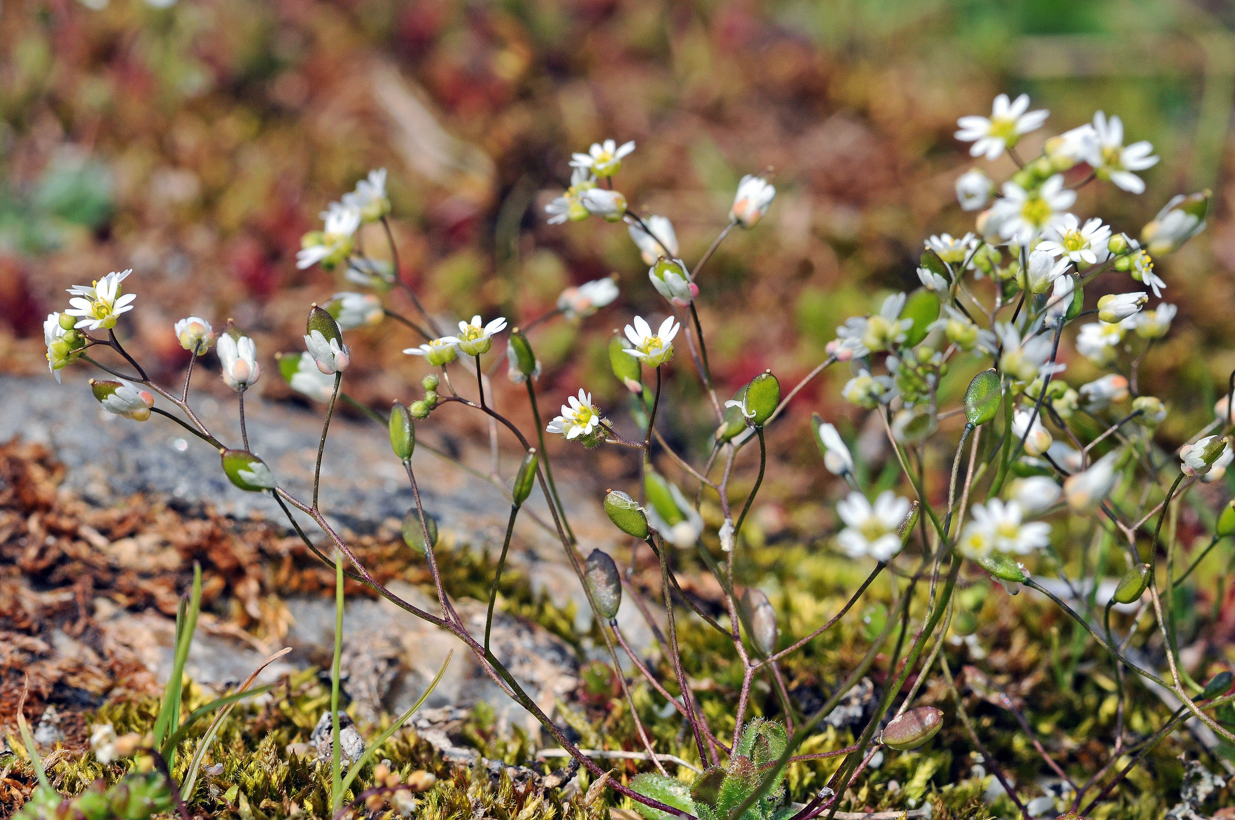 : Draba verna.