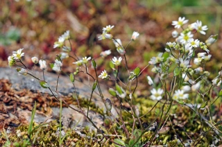 vårrublom