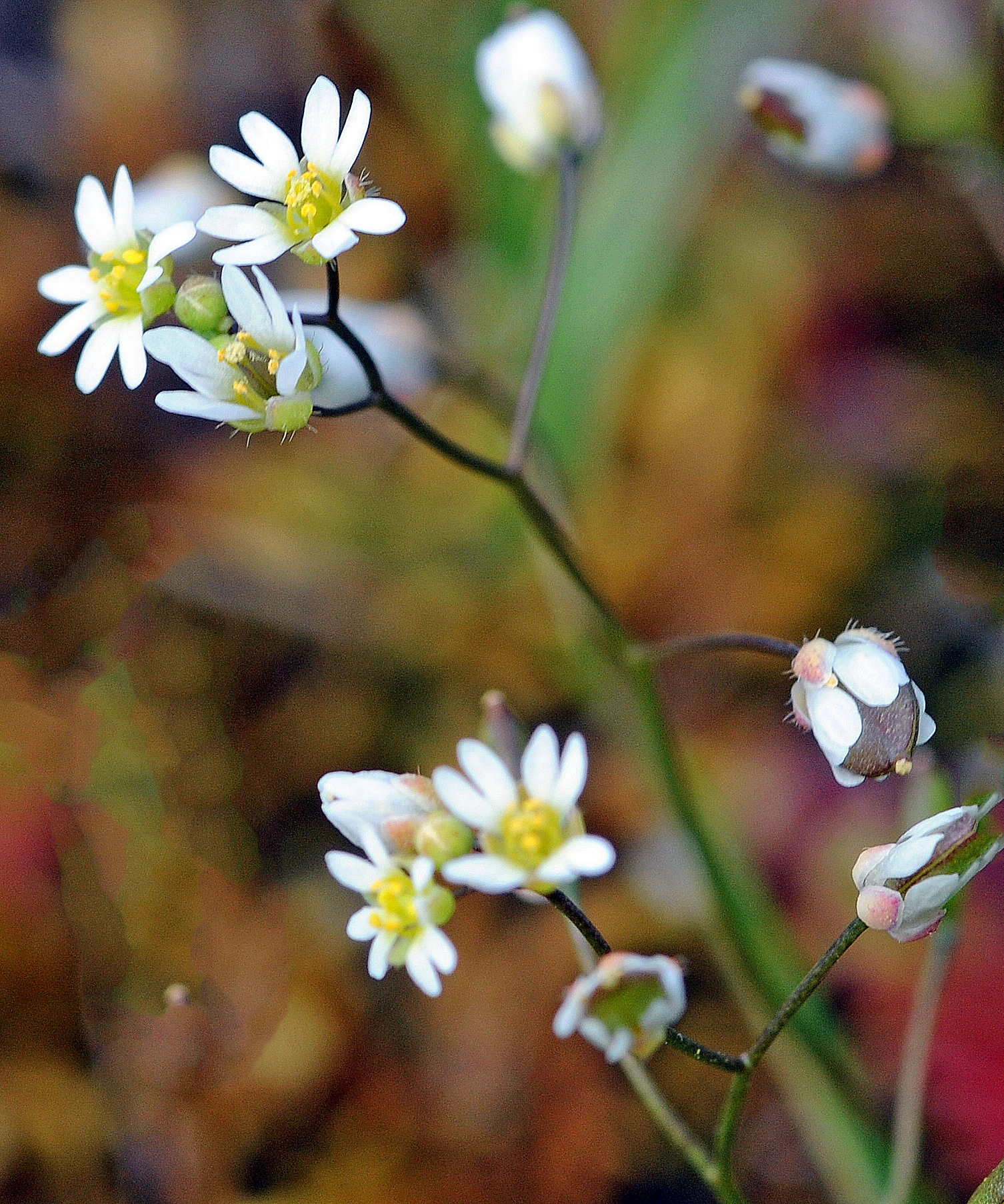 : Draba verna.