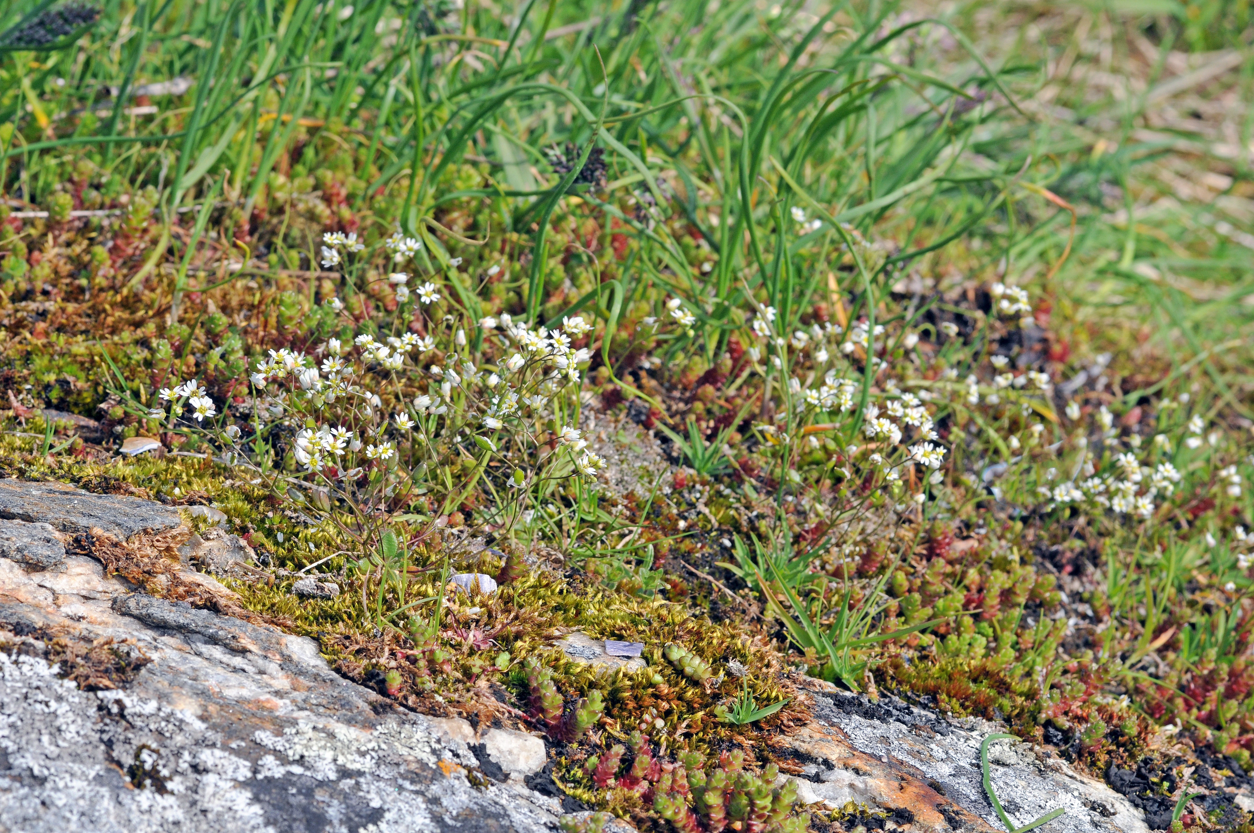 : Draba verna.