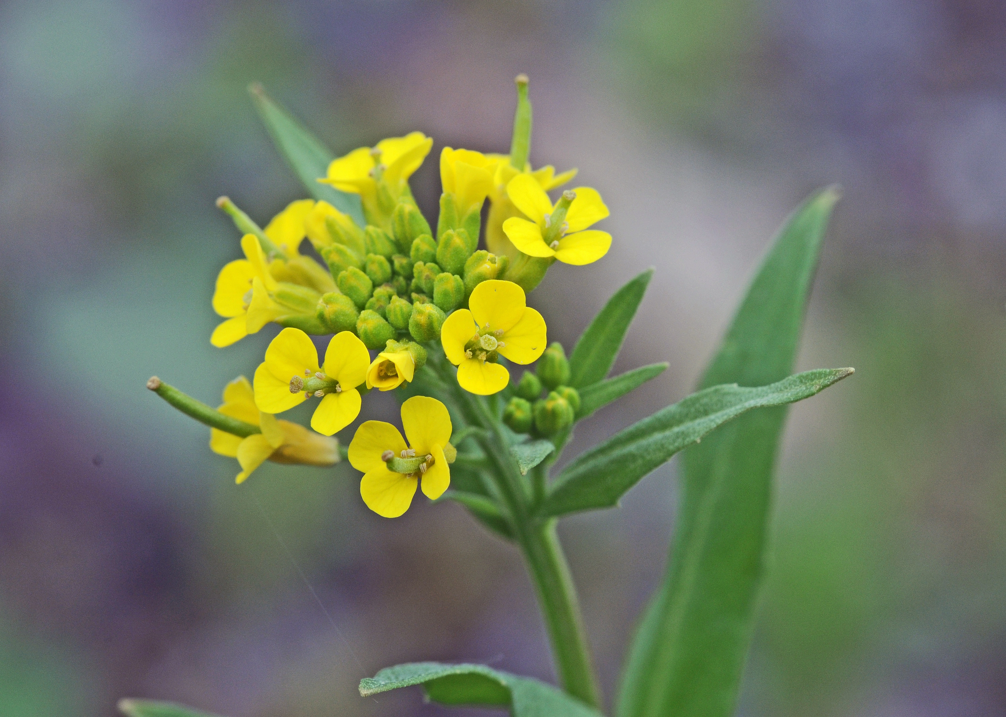 : Erysimum cheiranthoides.