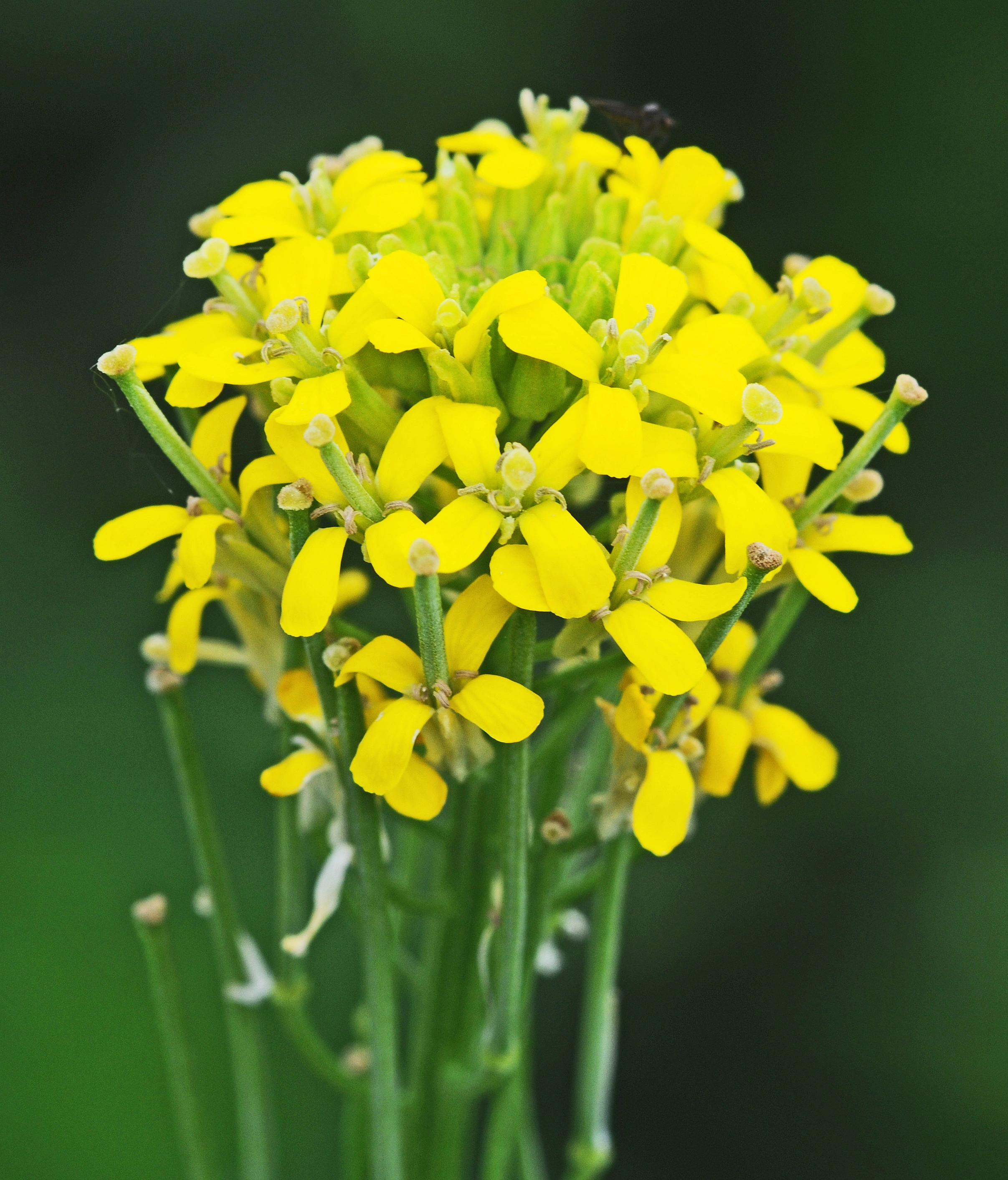 : Erysimum virgatum.