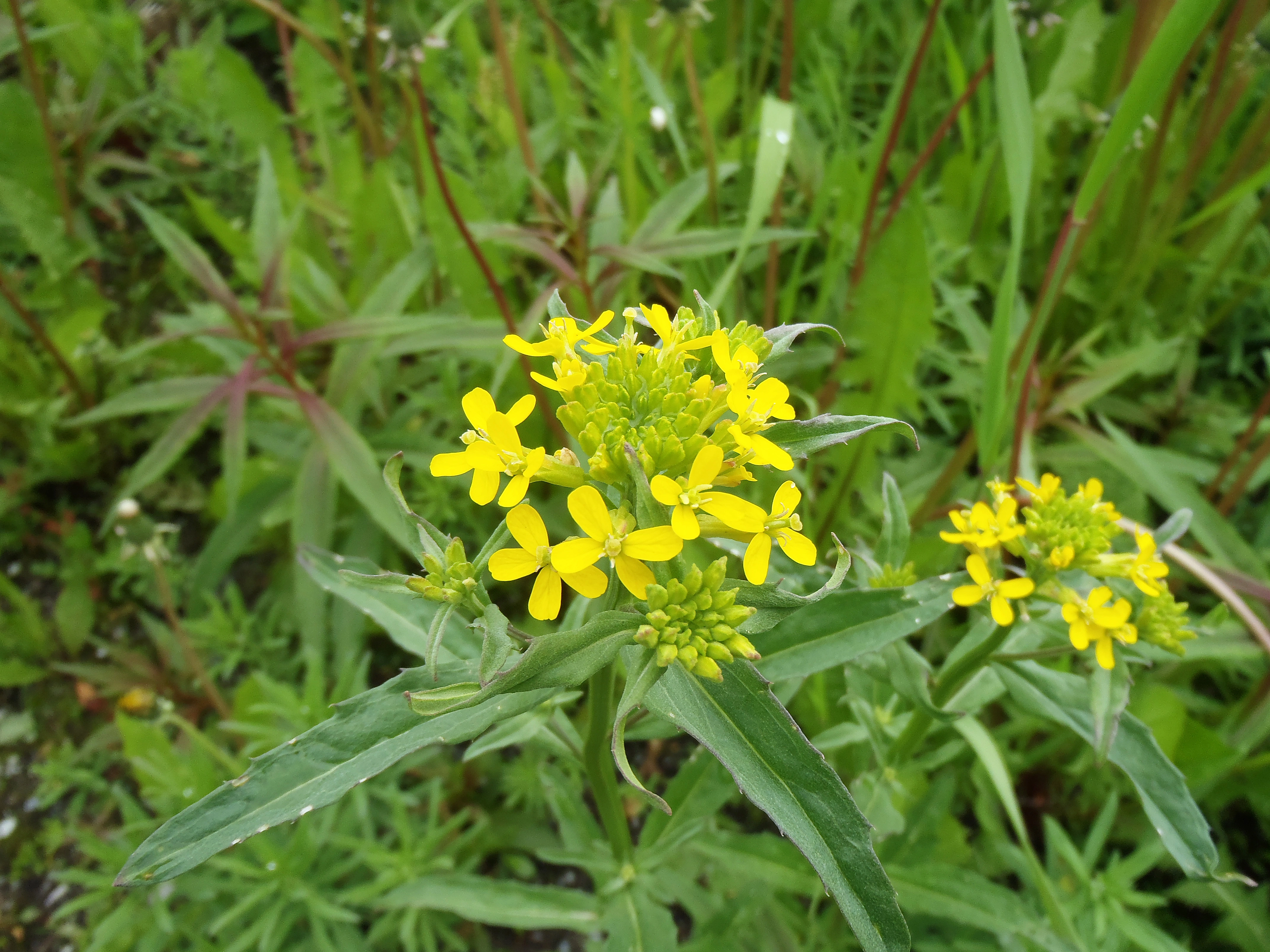 : Erysimum altum.