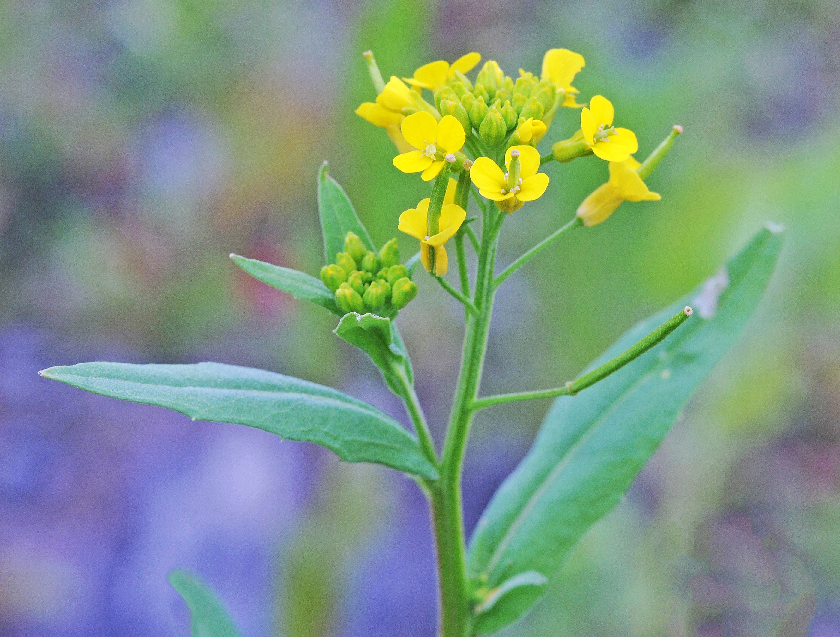 : Erysimum cheiranthoides.