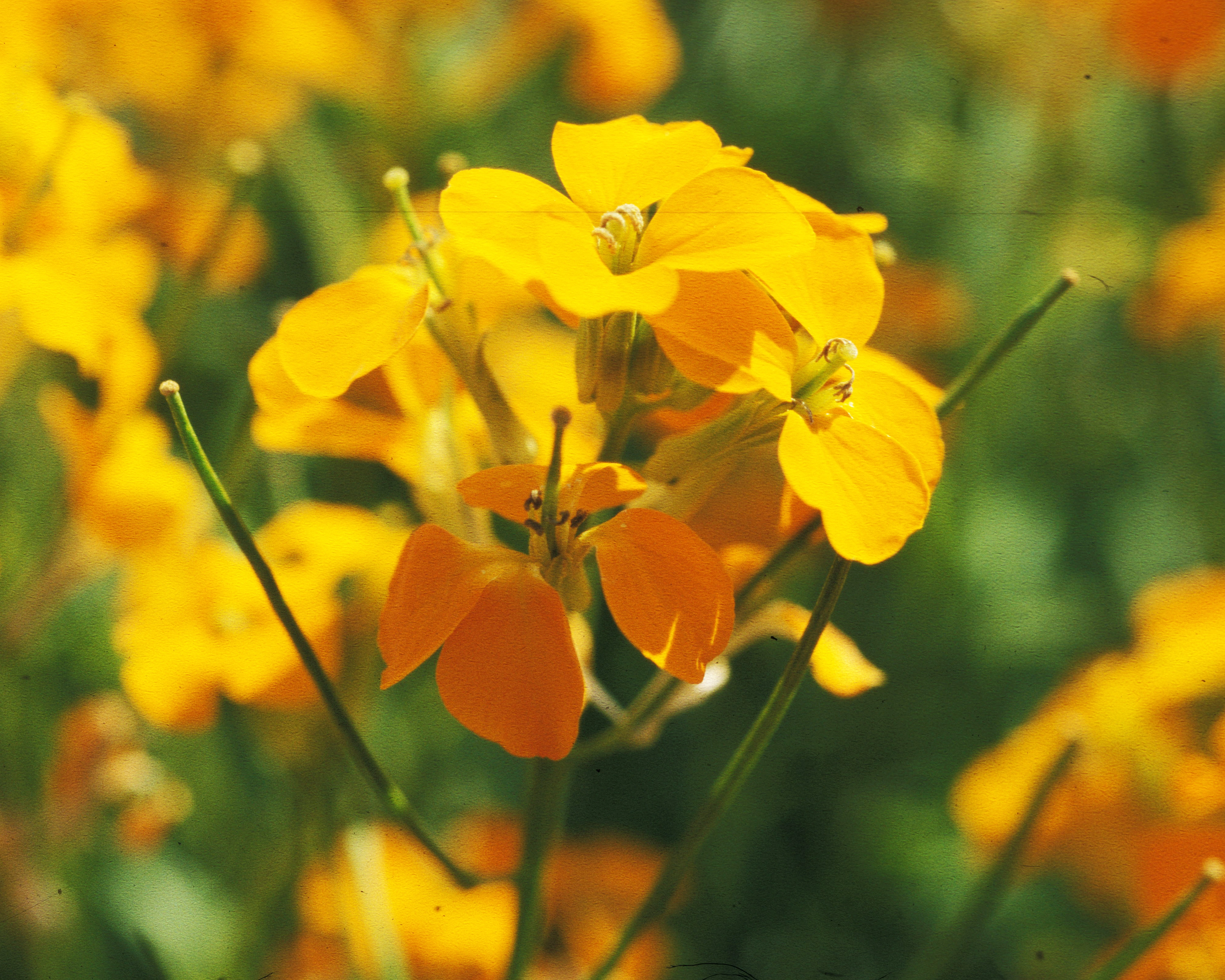 : Erysimum cheiri.