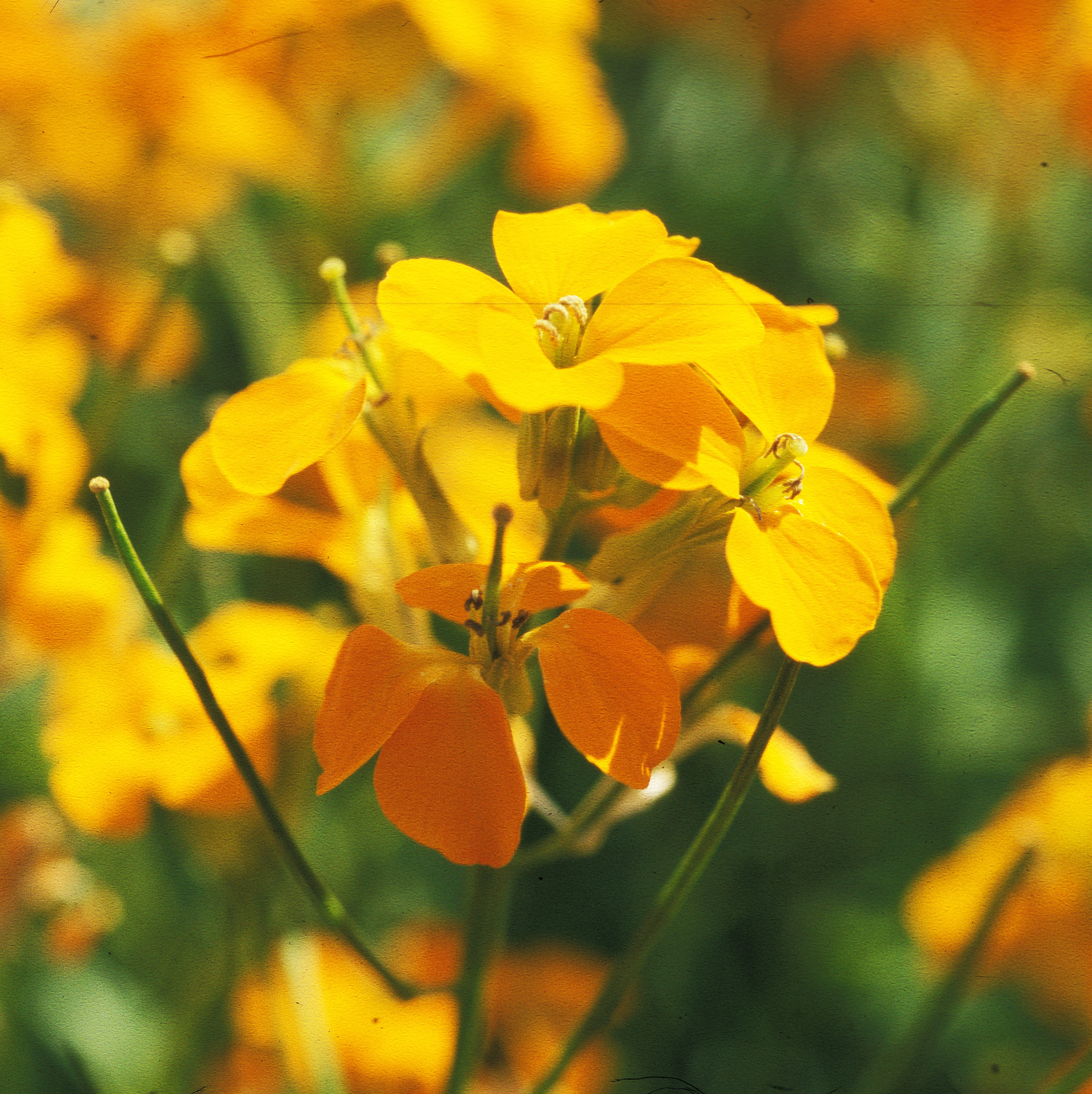 : Erysimum cheiri.