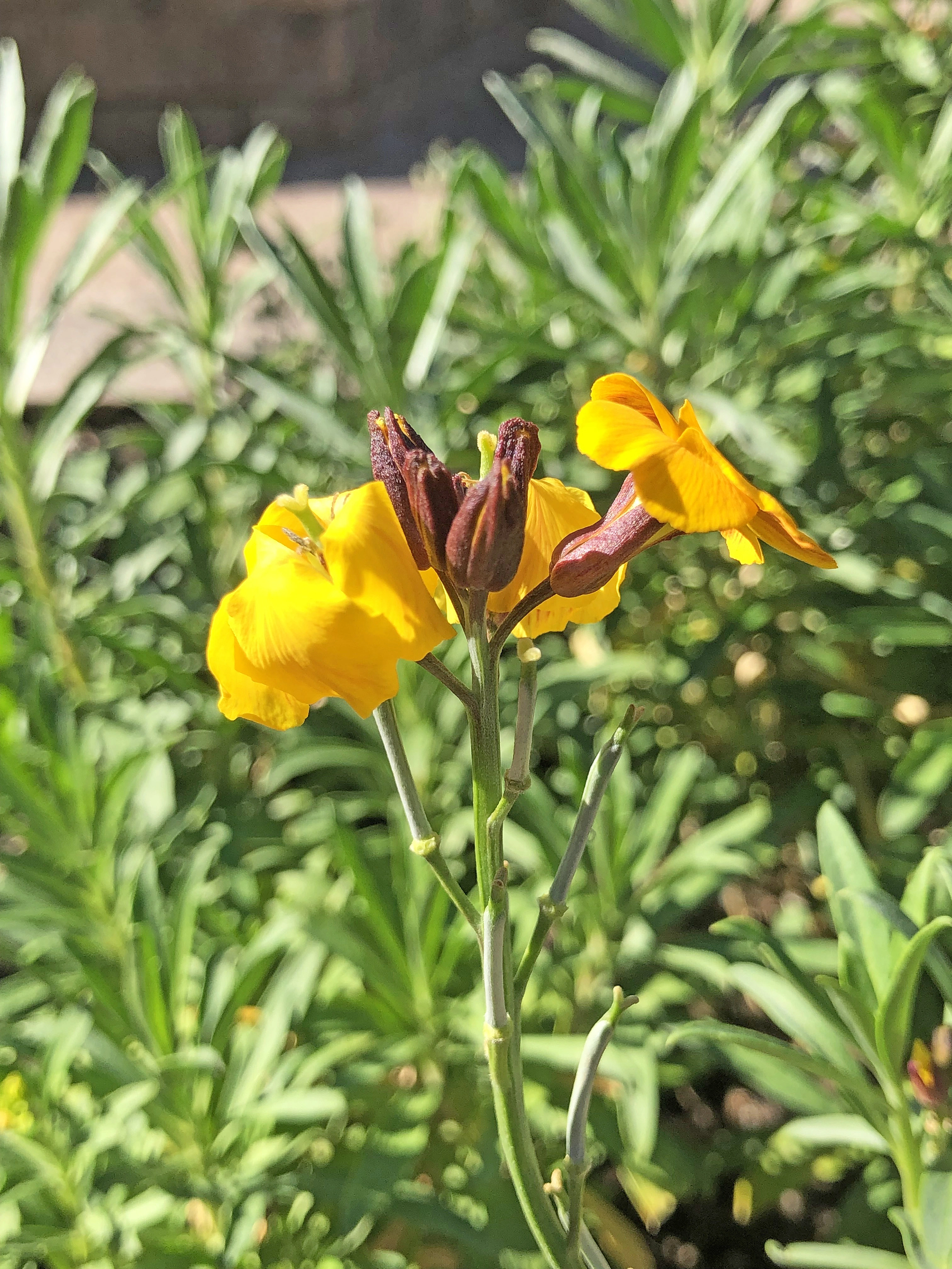 : Erysimum cheiri.