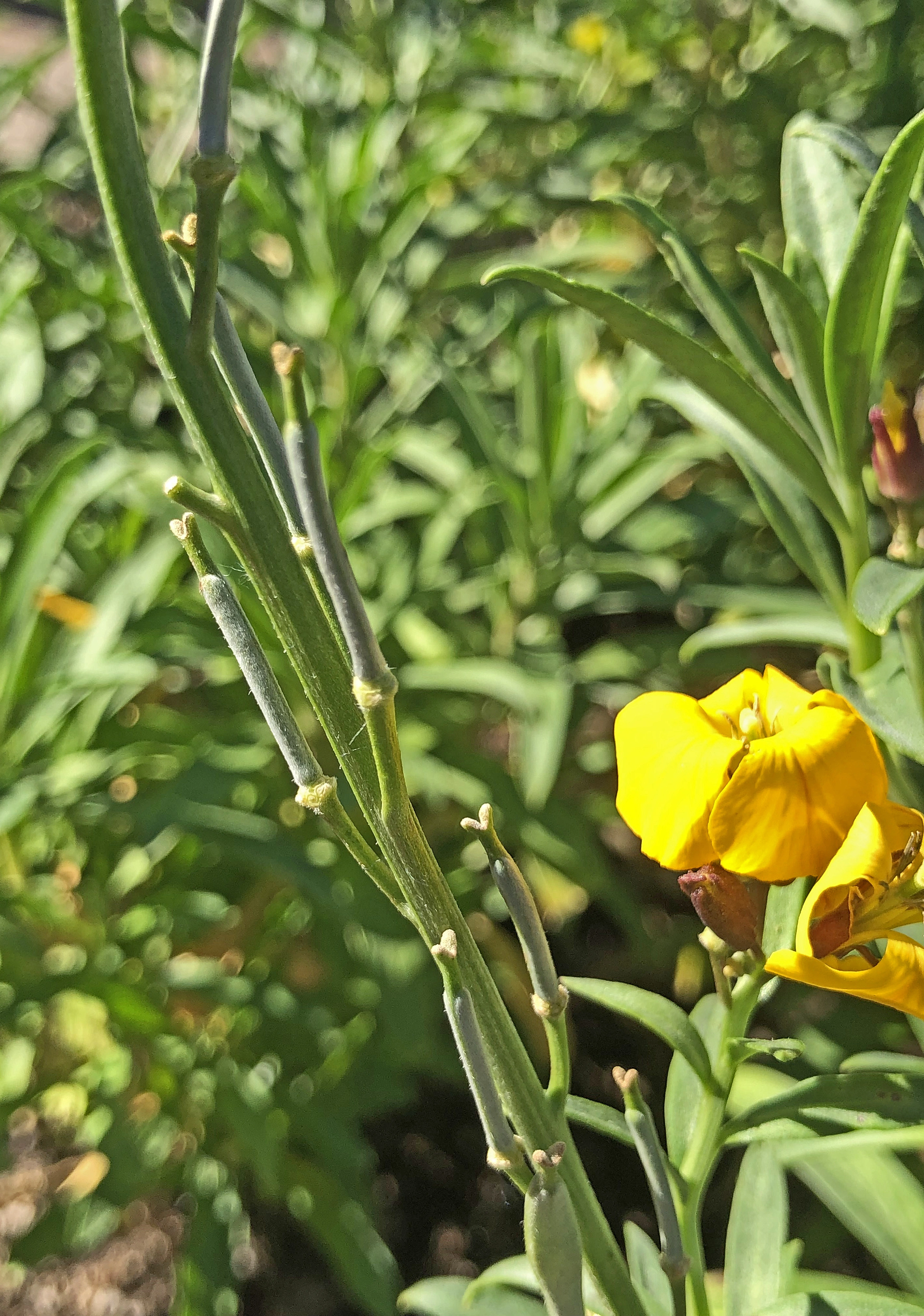 : Erysimum cheiri.