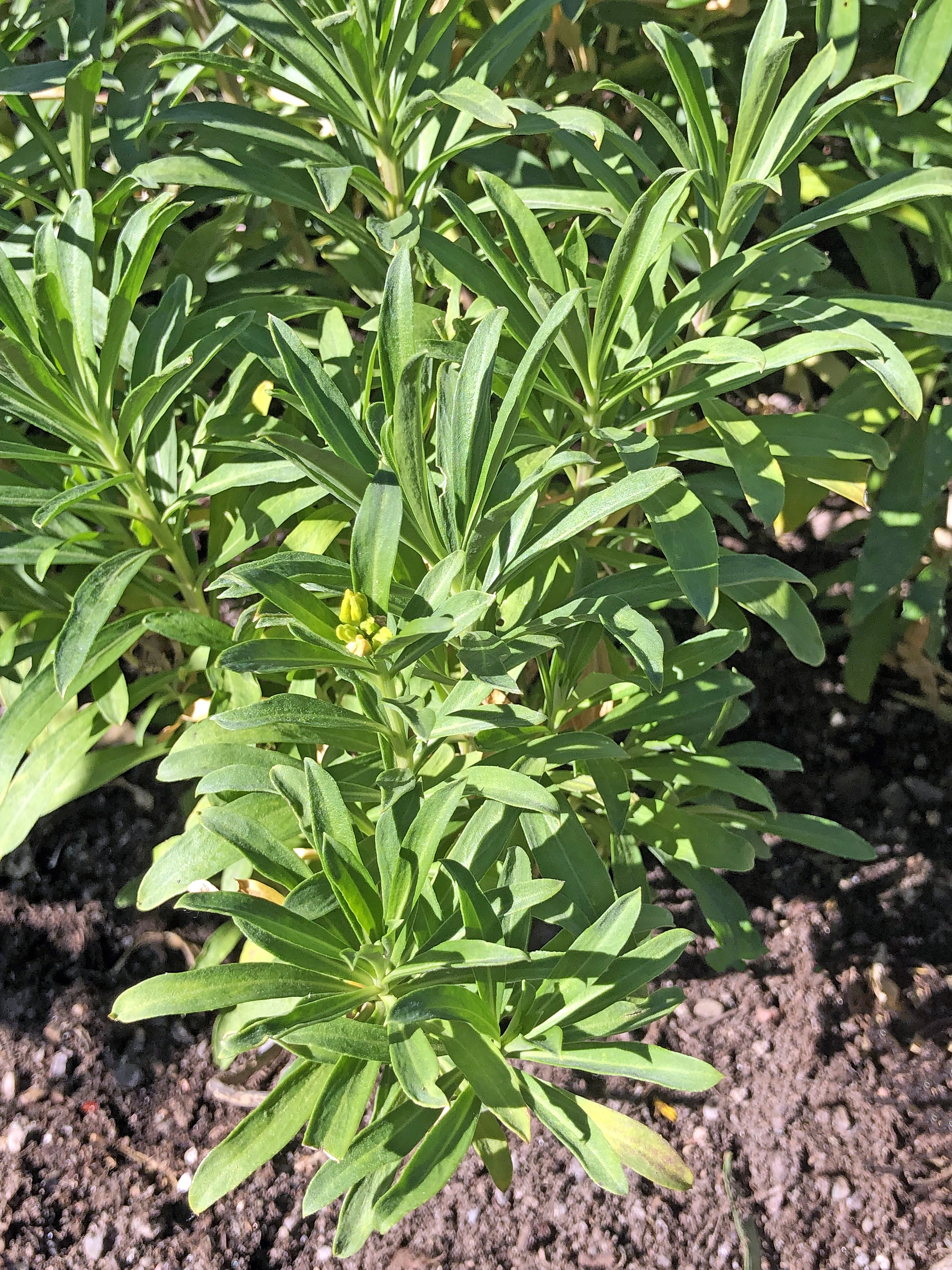 : Erysimum cheiri.