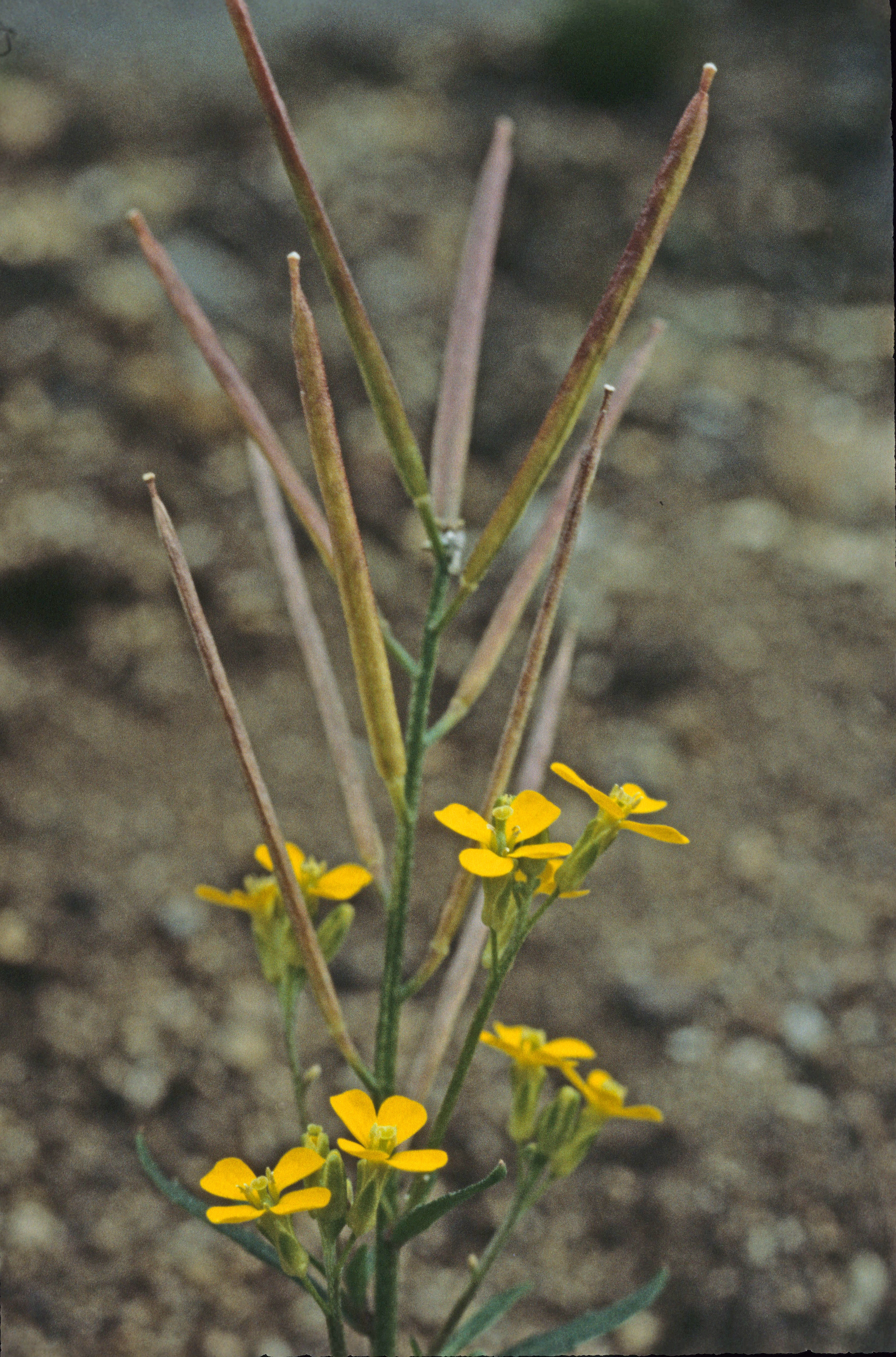 : Erysimum virgatum.