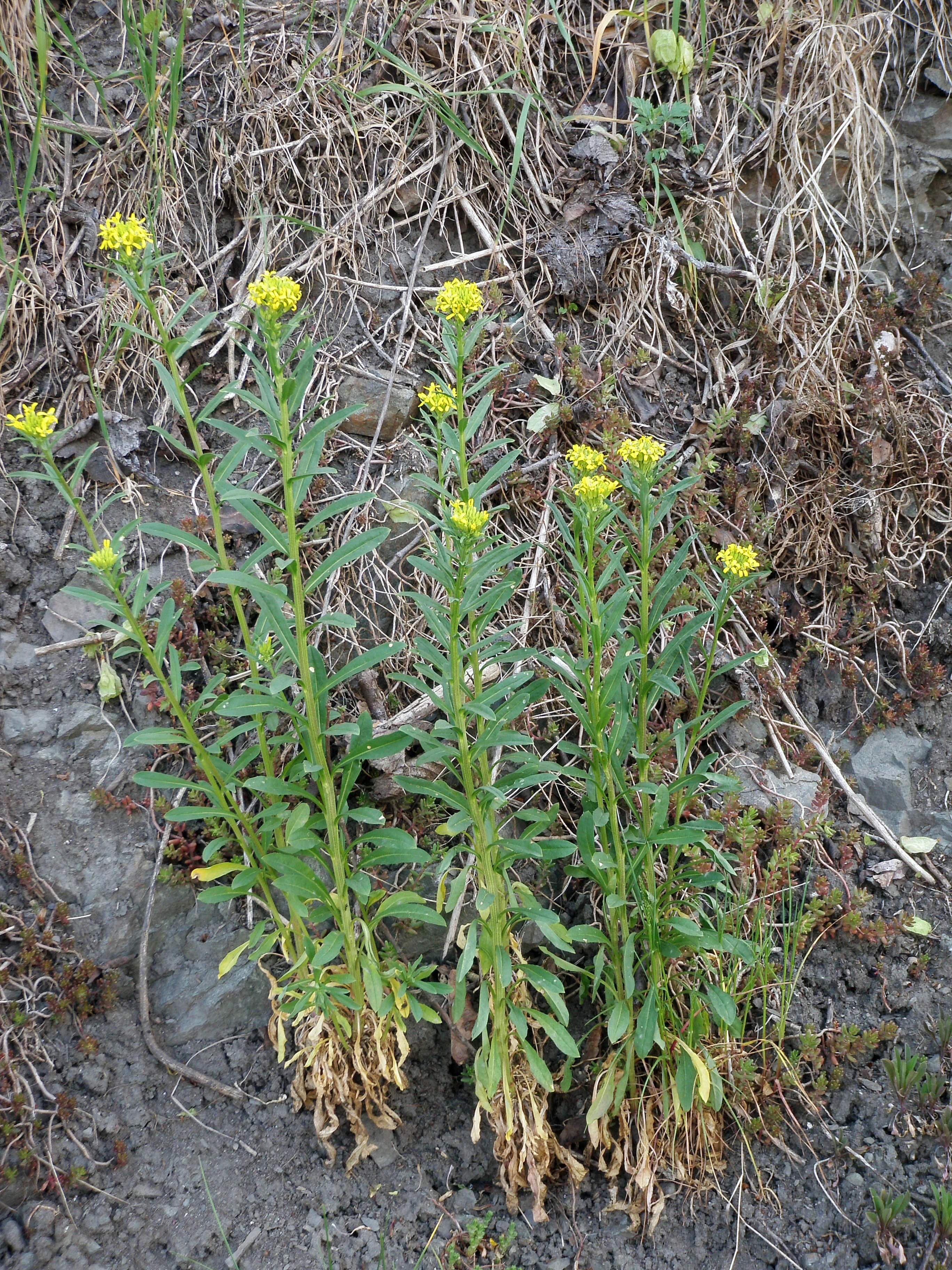 : Erysimum virgatum.