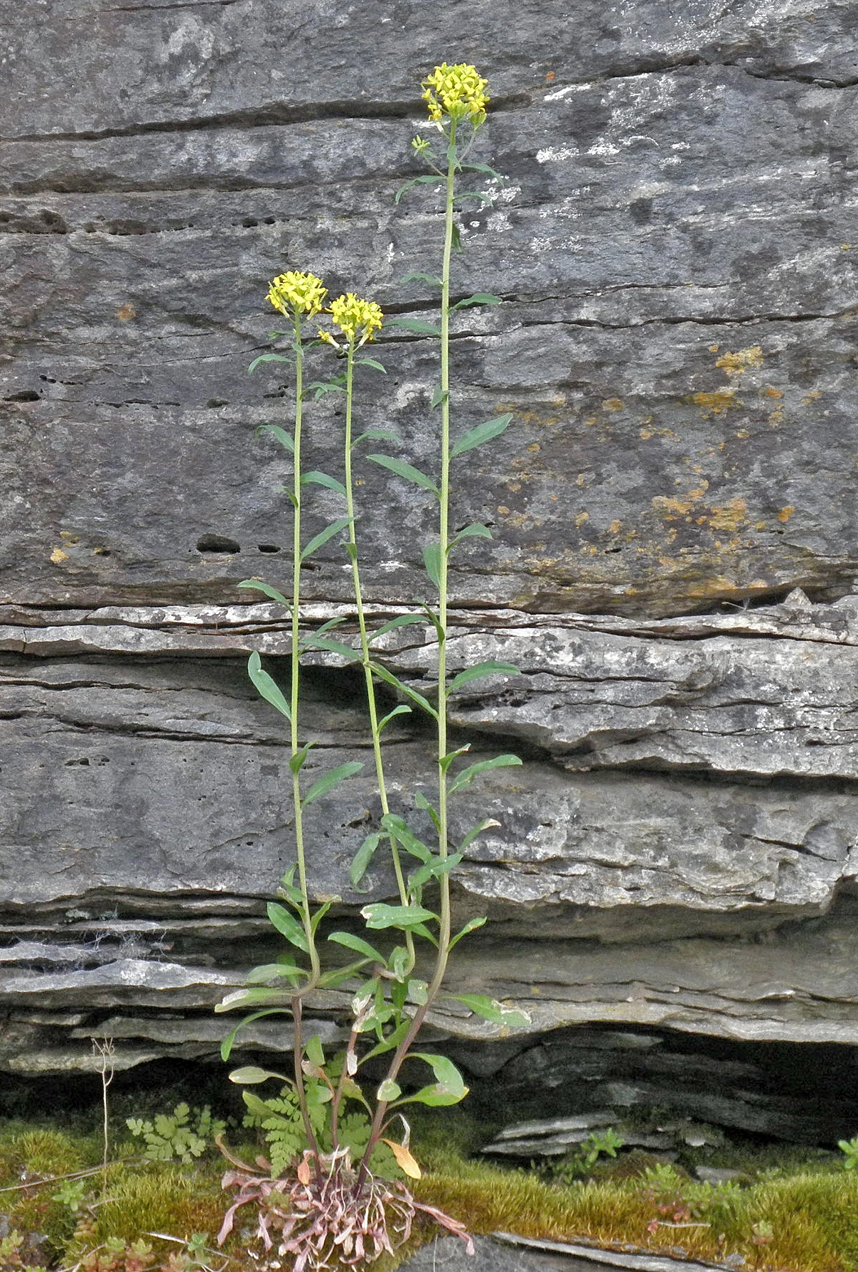 : Erysimum virgatum.