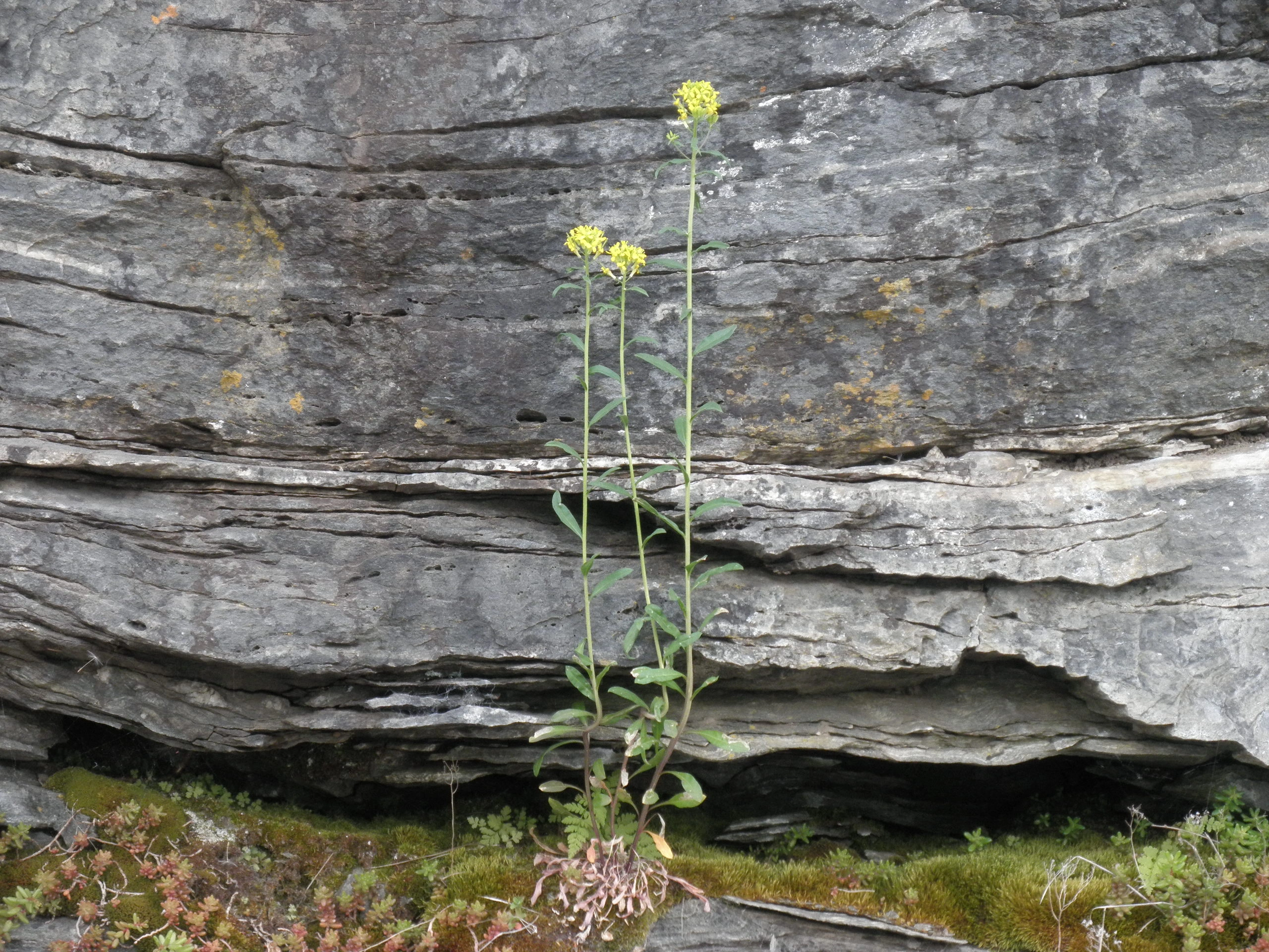 : Erysimum virgatum.