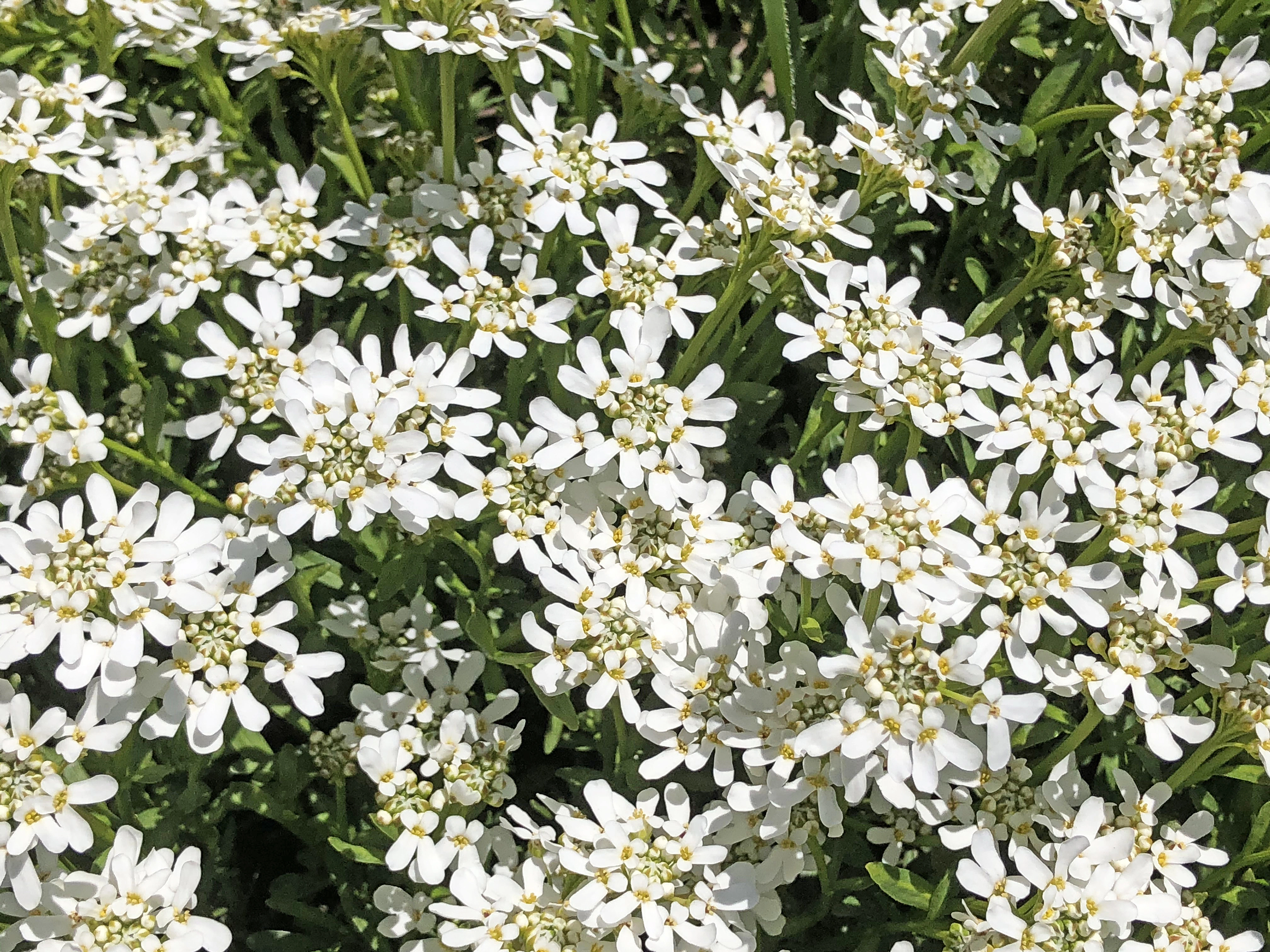 : Iberis sempervirens.