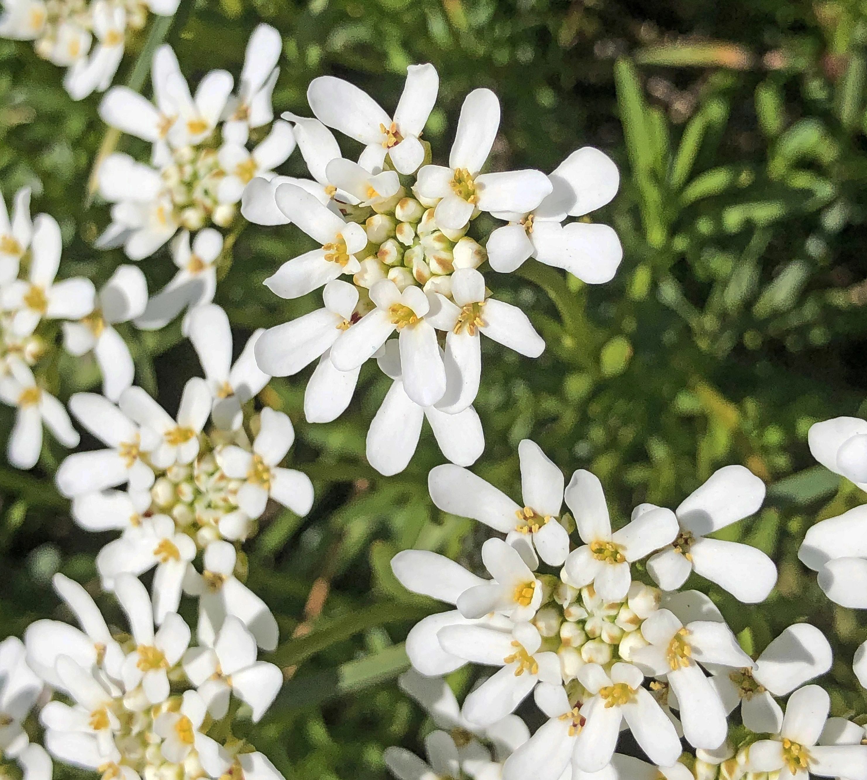 : Iberis sempervirens.