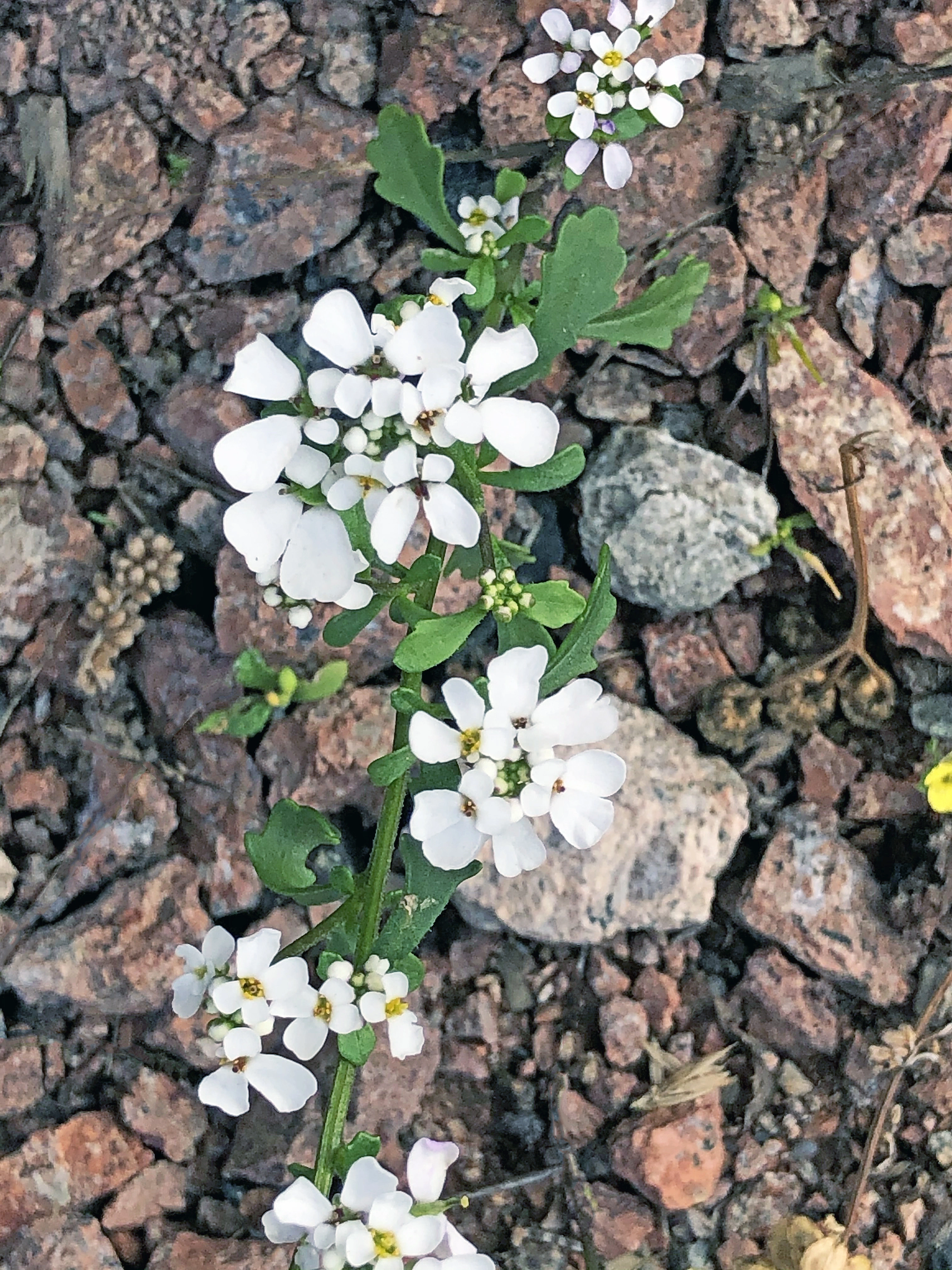 : Iberis amara.