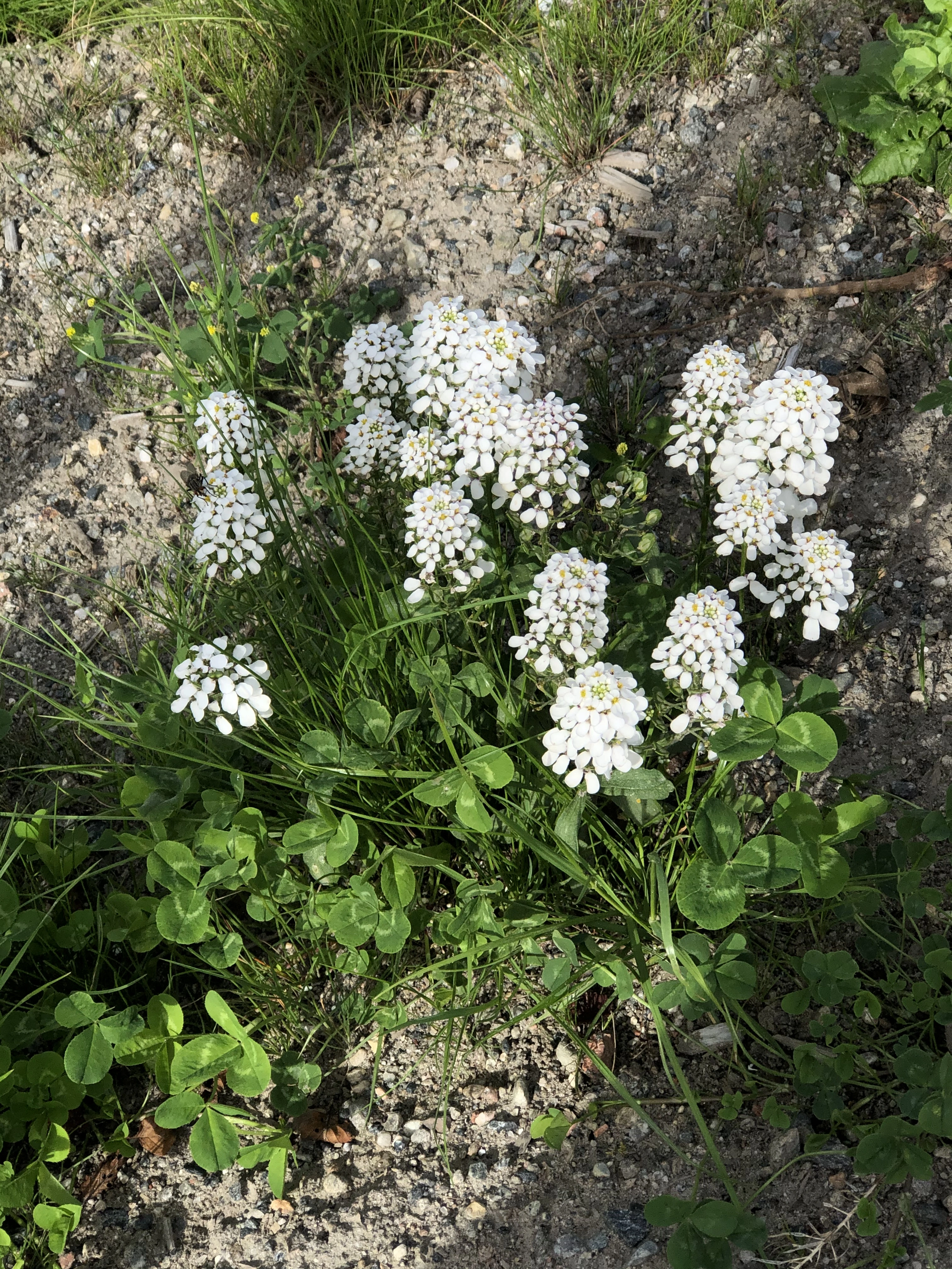 : Iberis amara.