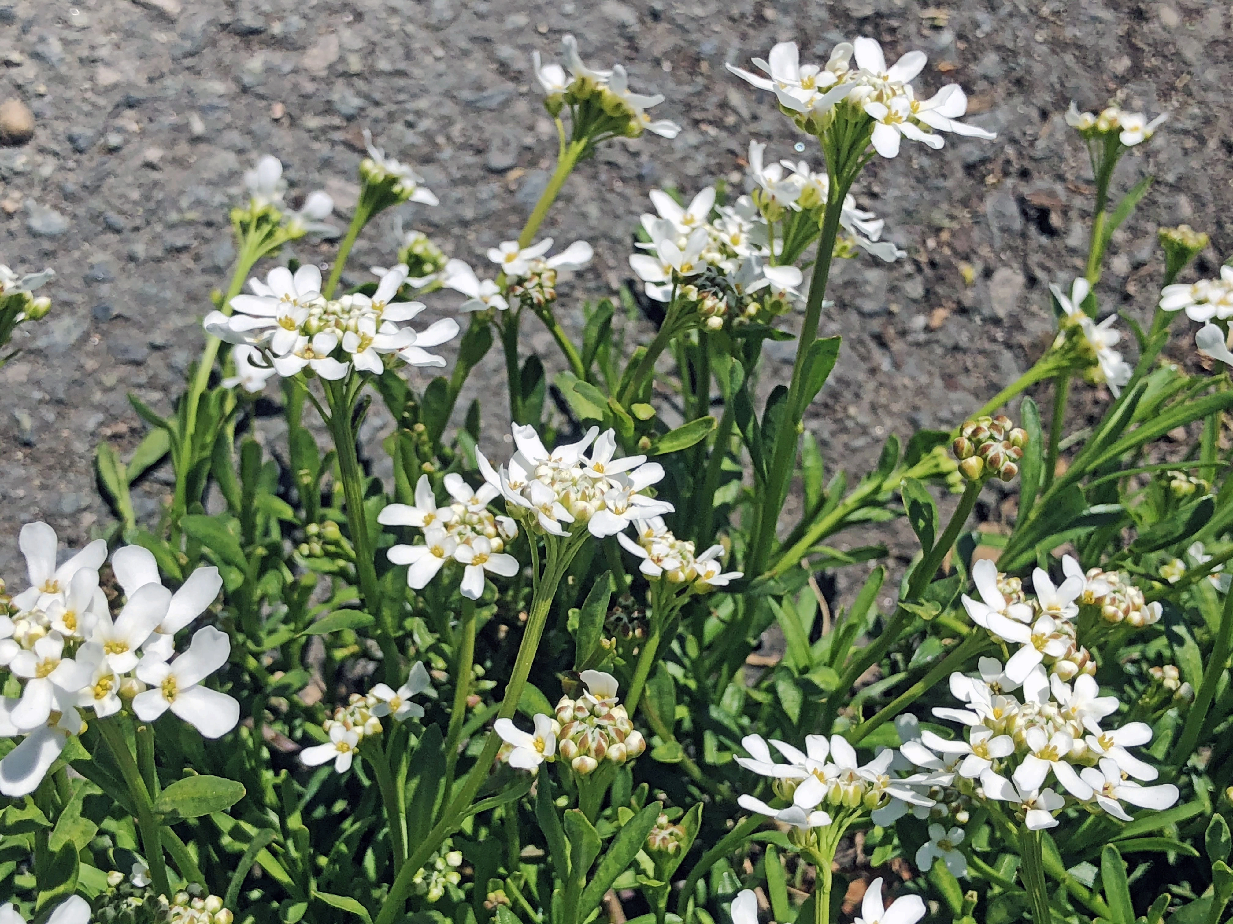 : Iberis sempervirens.