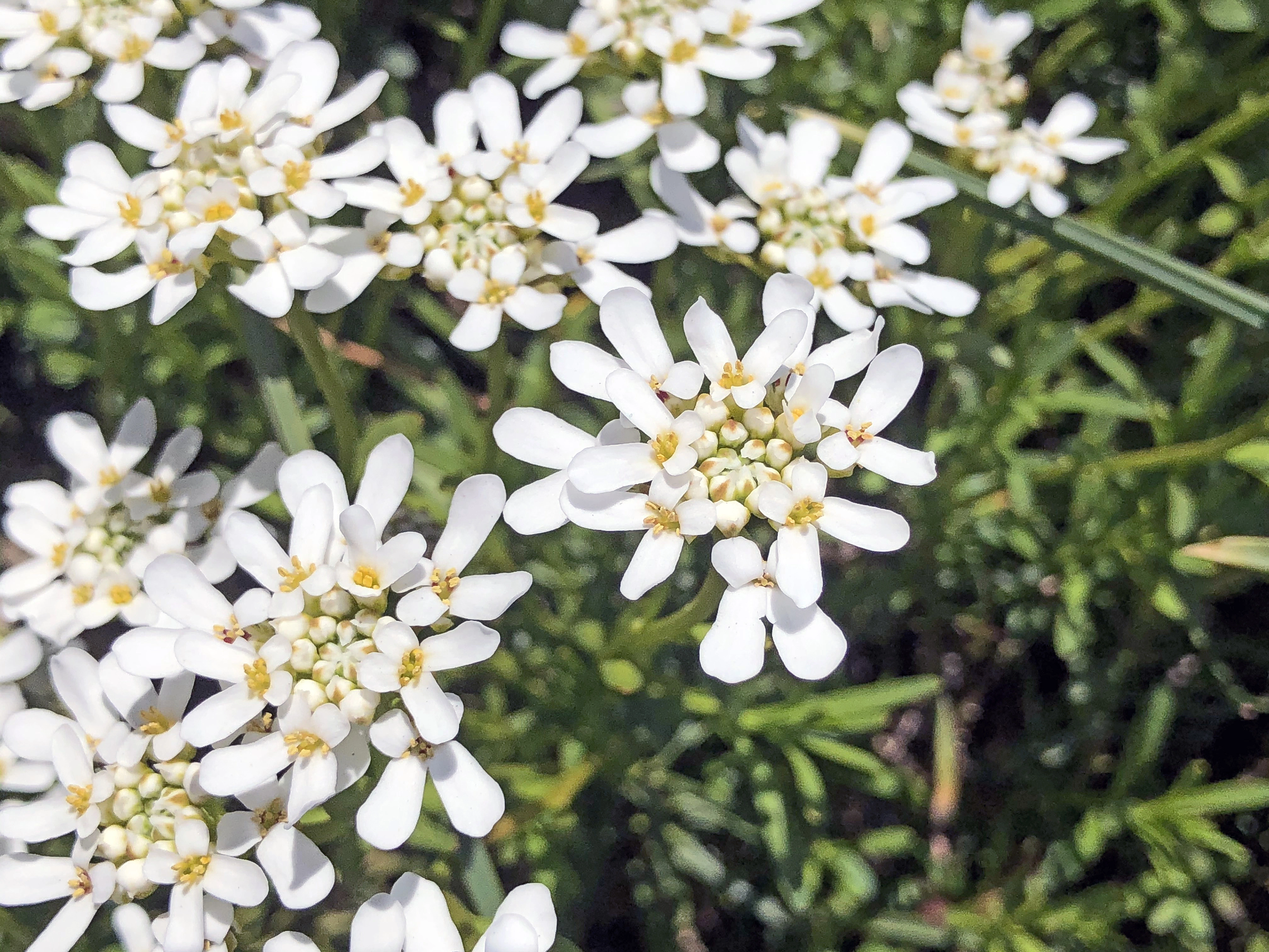 : Iberis sempervirens.